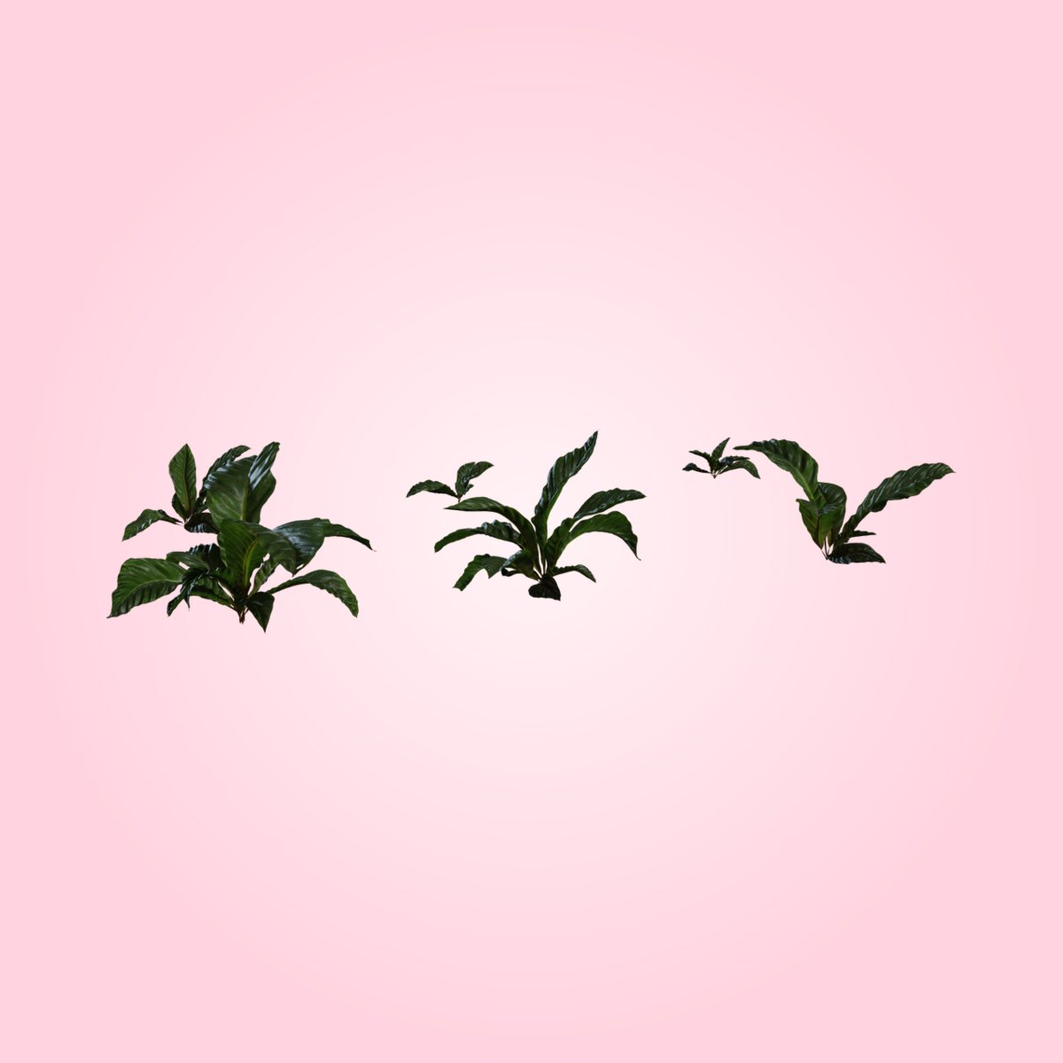 Anthurium Botany 01