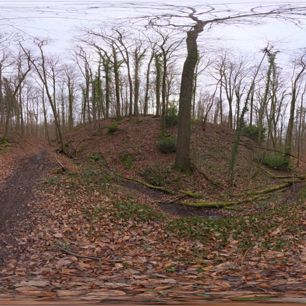 Autumn Forest 02 HDRI