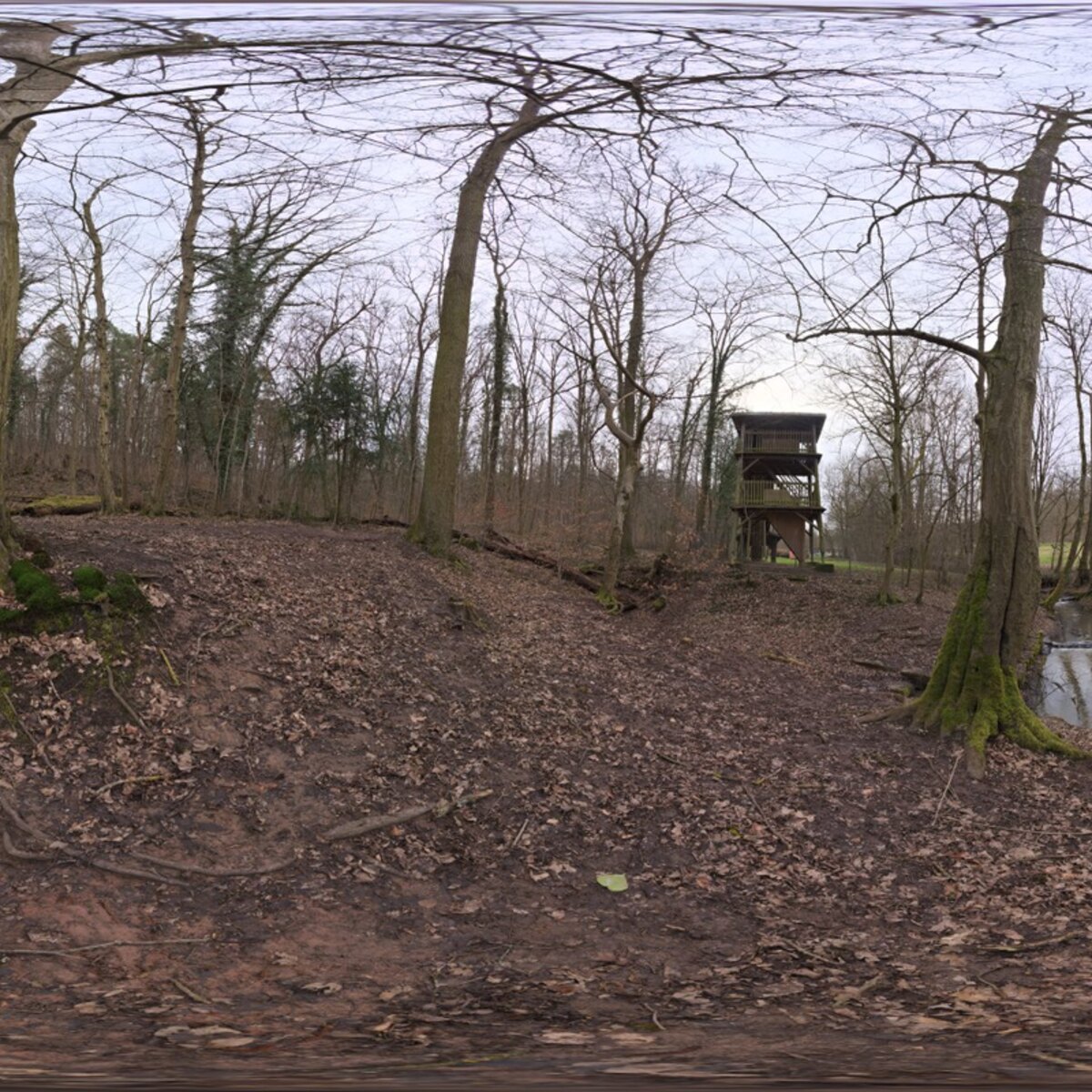 Autumn Forest 03 HDRI