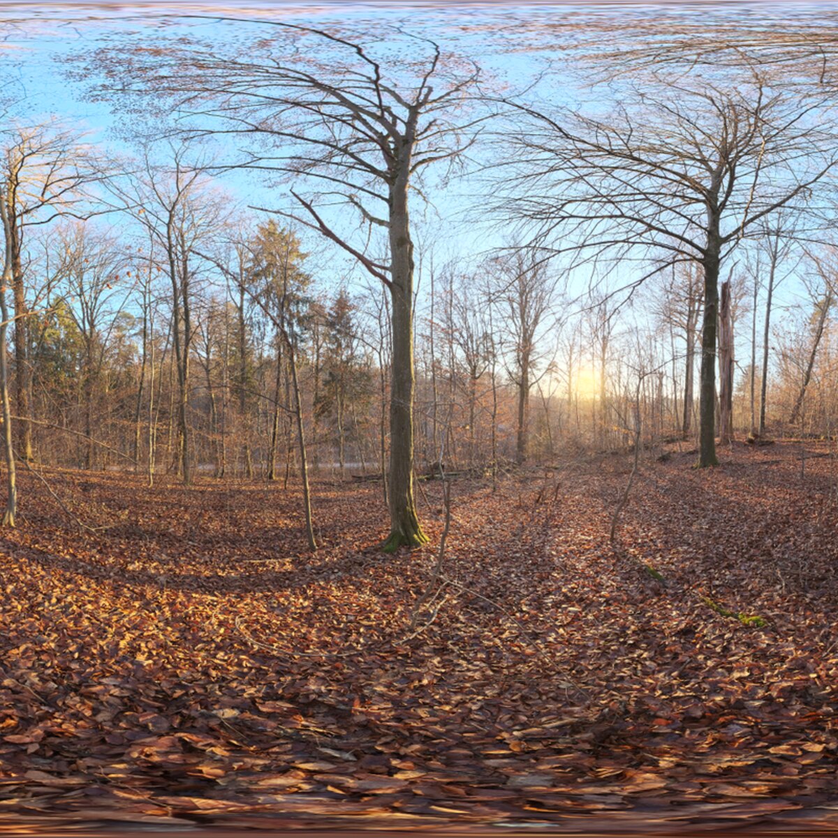 Autumn Forest 04 HDRI
