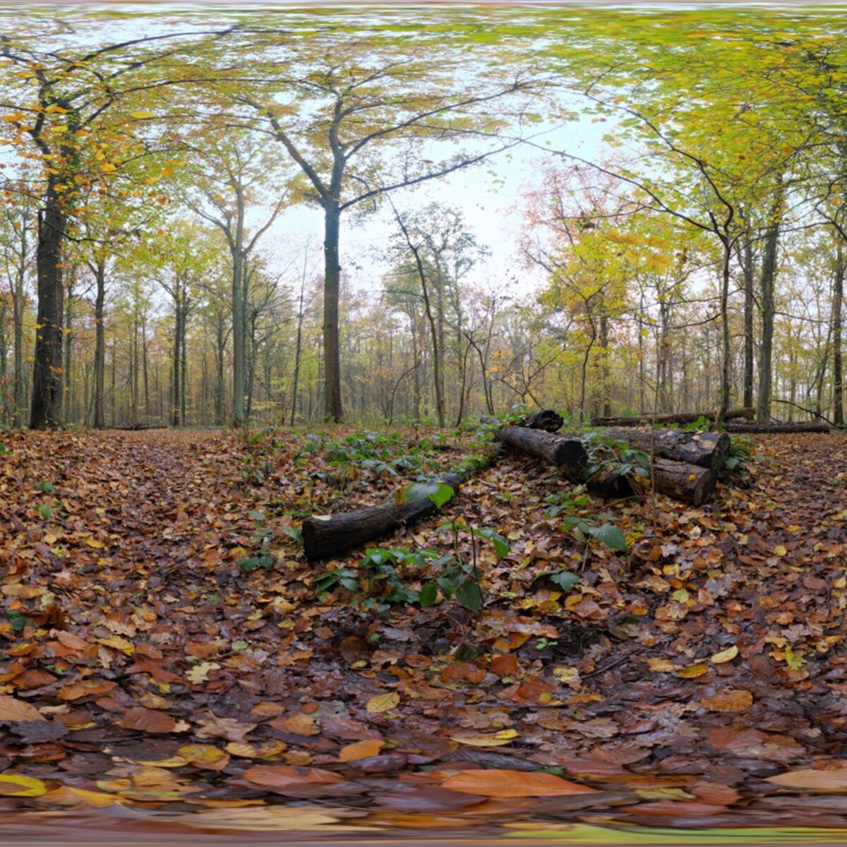 Autumn Ground HDRI