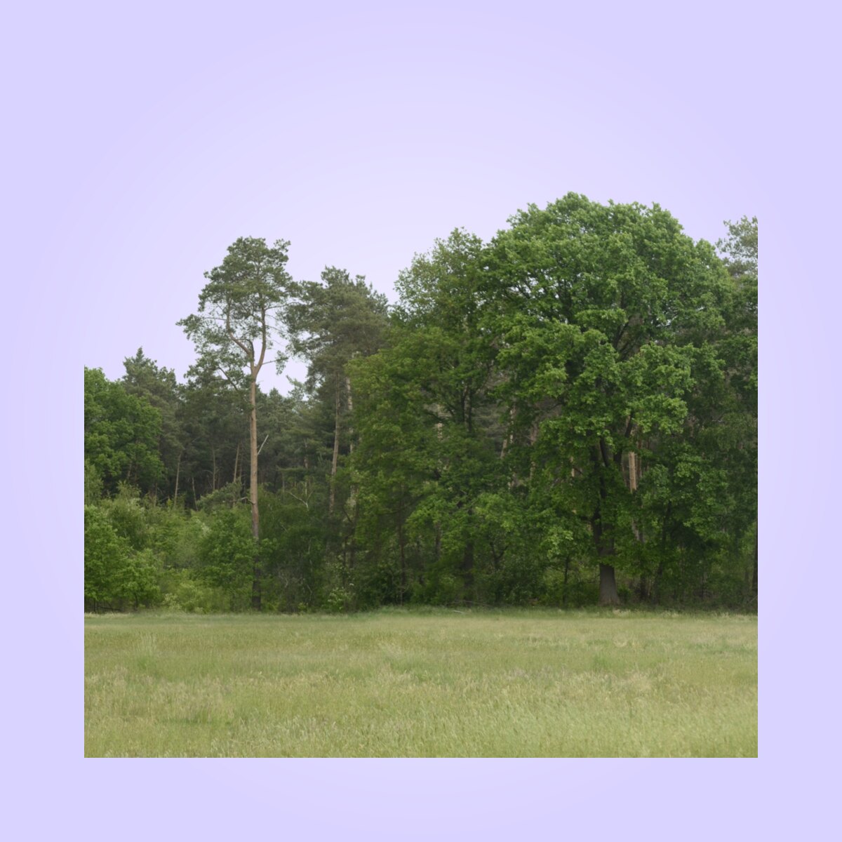 Backdrop 007 Material