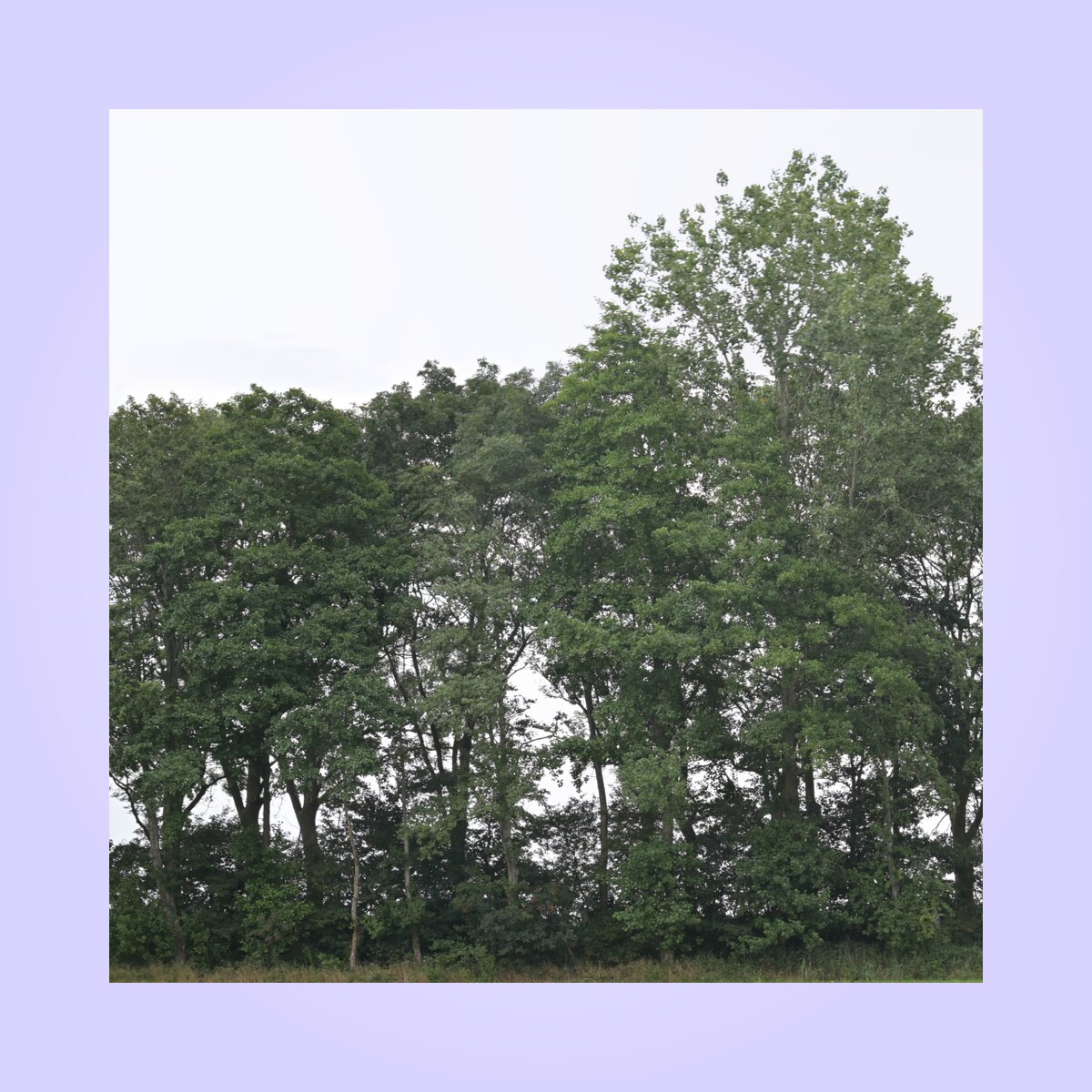 Backdrop 009 Material