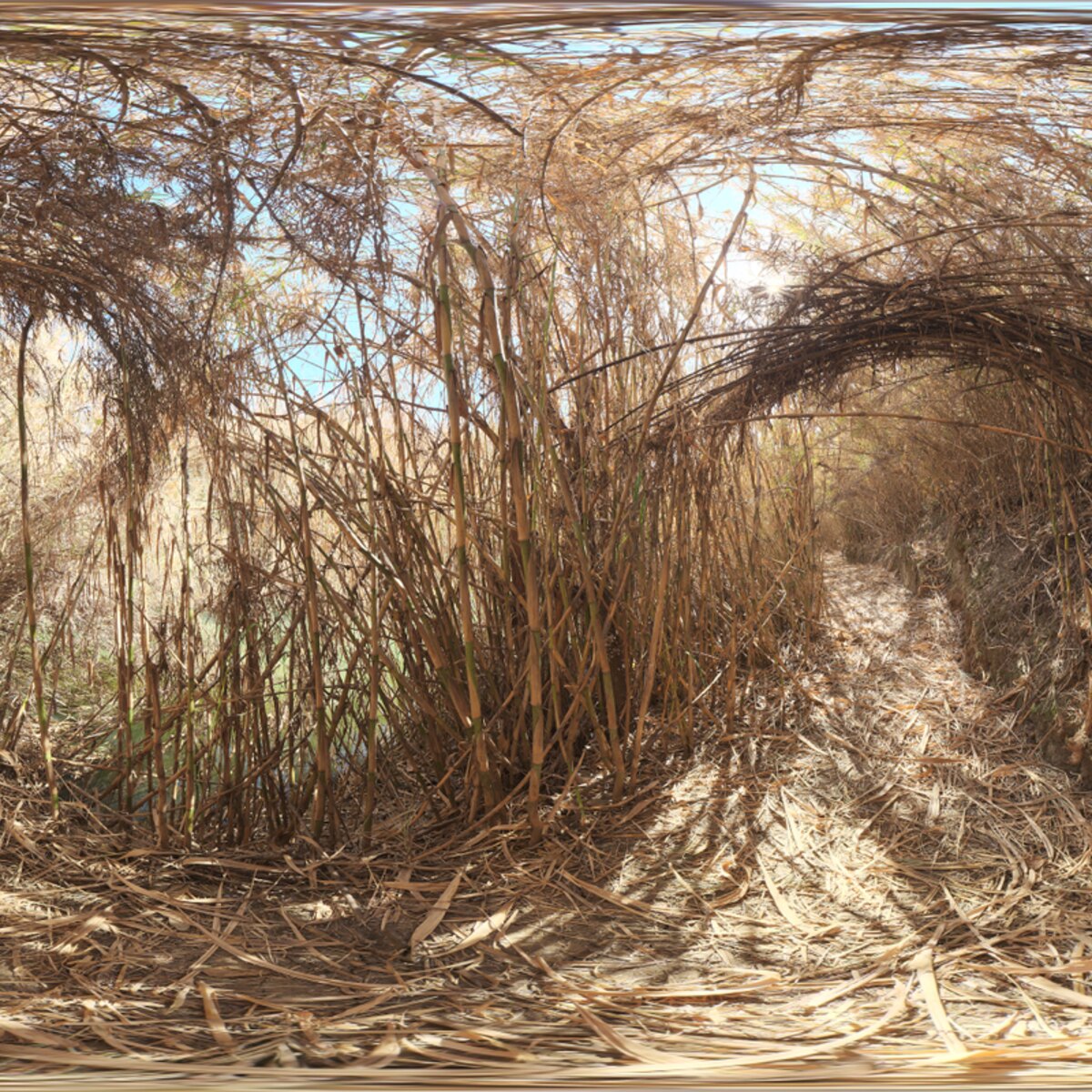 Bamboo Tunnel HDRI