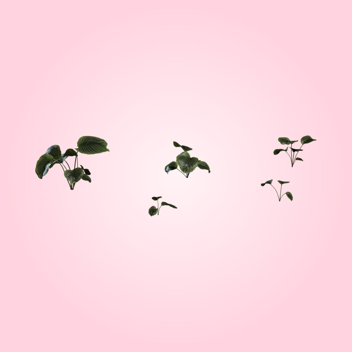 Calathea Orbifolia 01