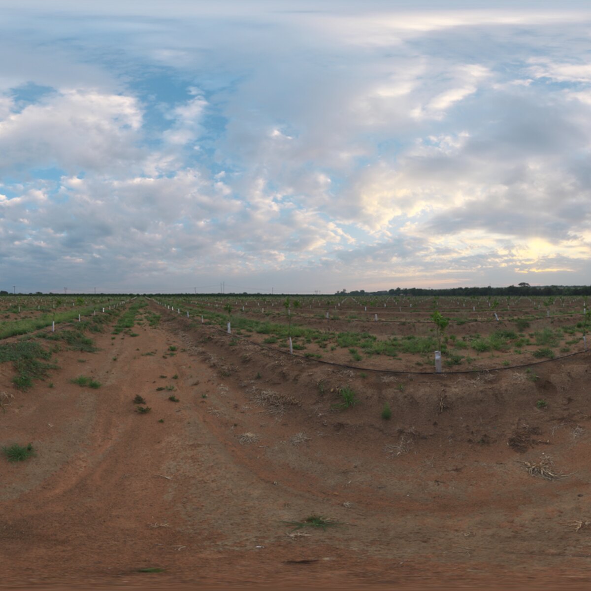 Citrus Orchard HDRI