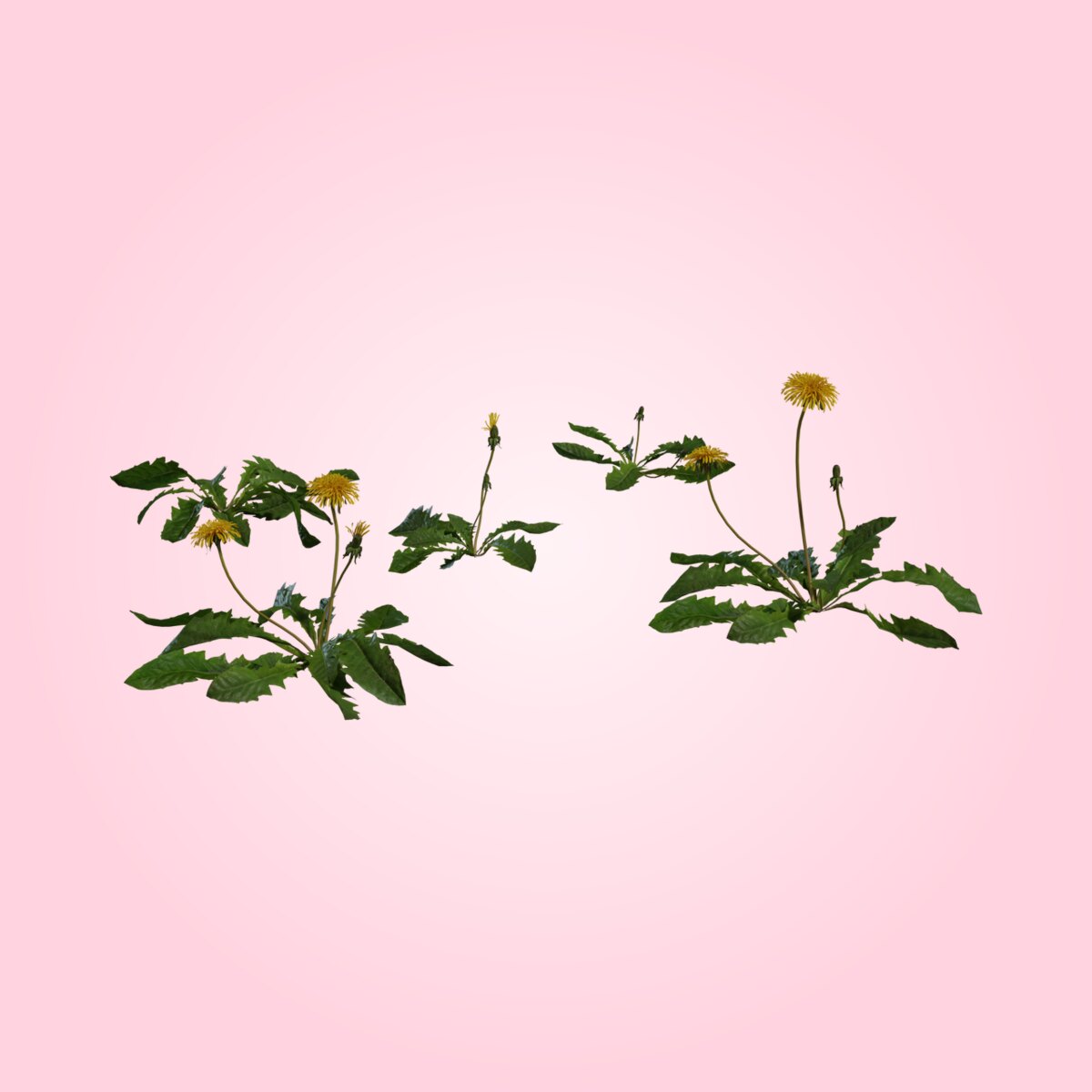 Dandelion 01