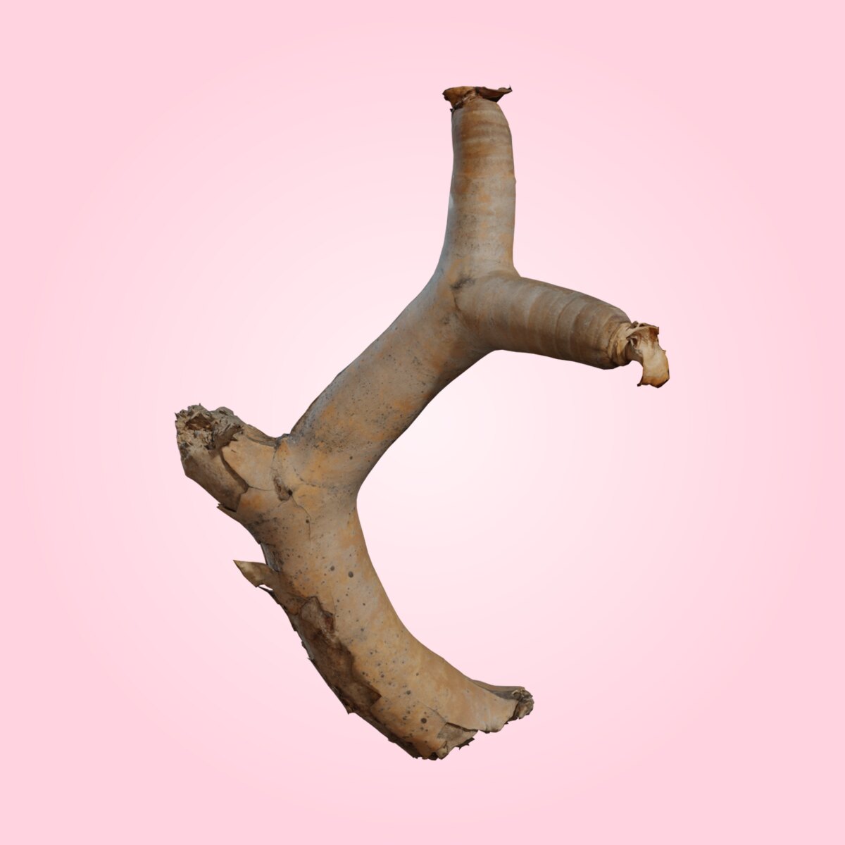 Dead Quiver Branch 01