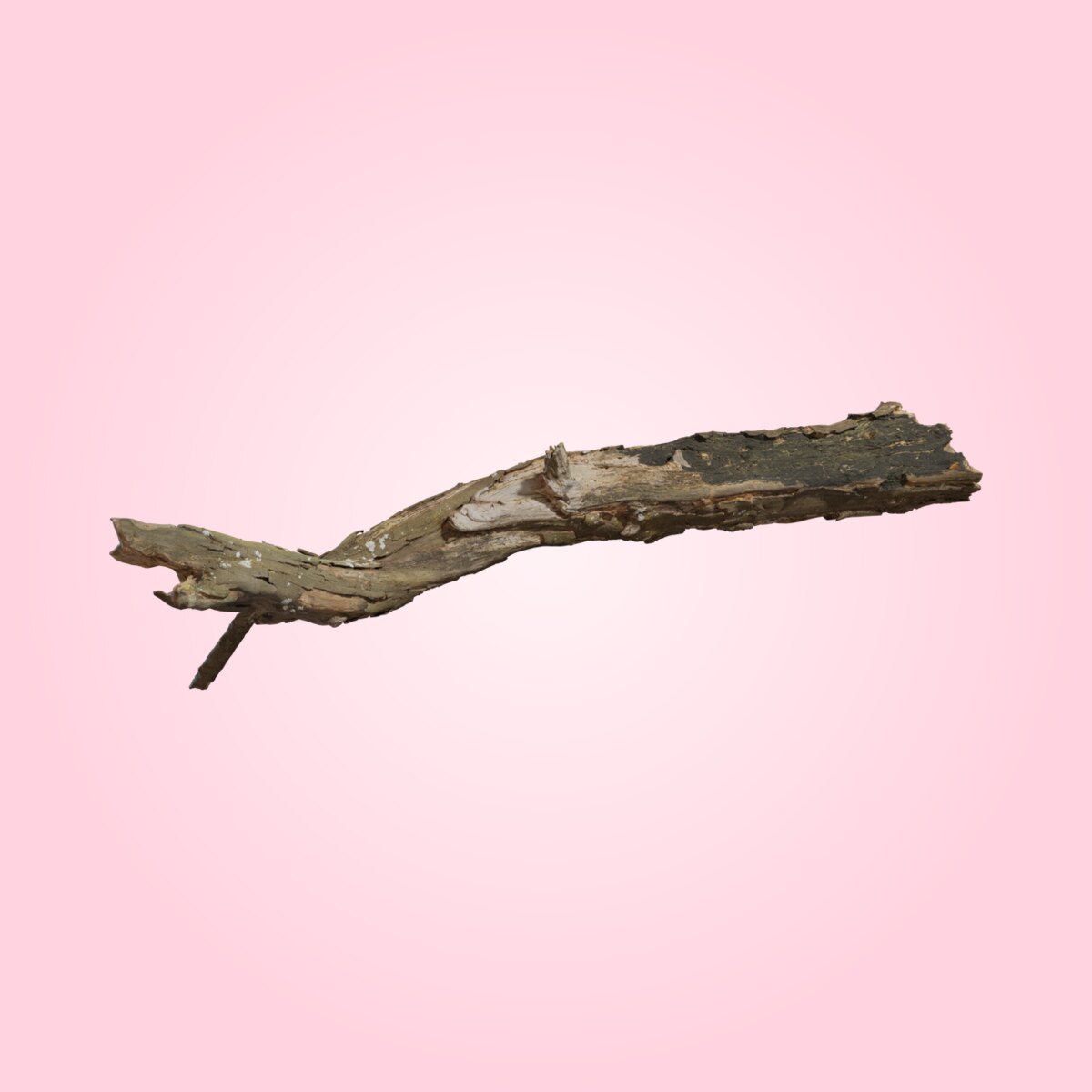 Dead Tree Trunk 02