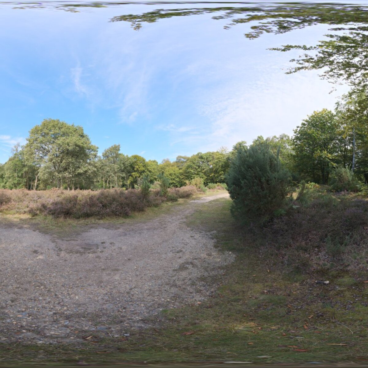 Epping Forest 02 HDRI
