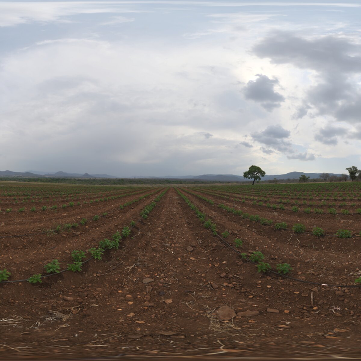 Farm Field HDRI