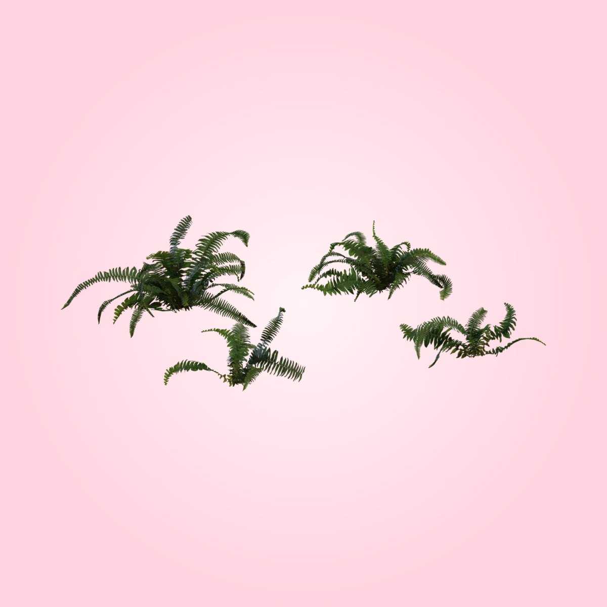 Fern 02