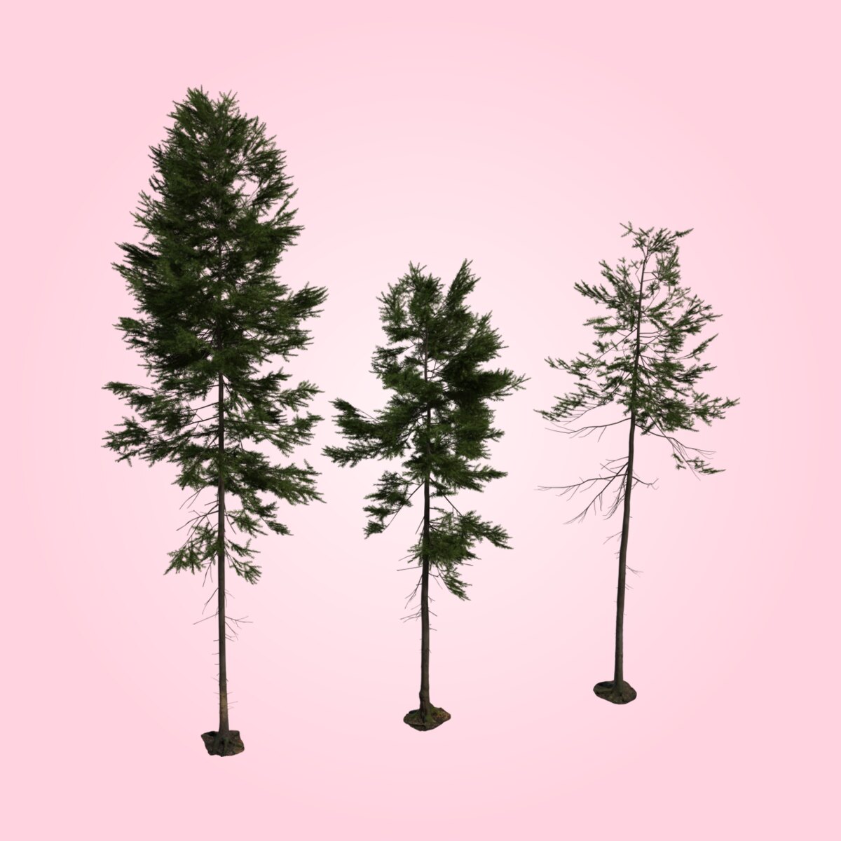 Fir Tree 01