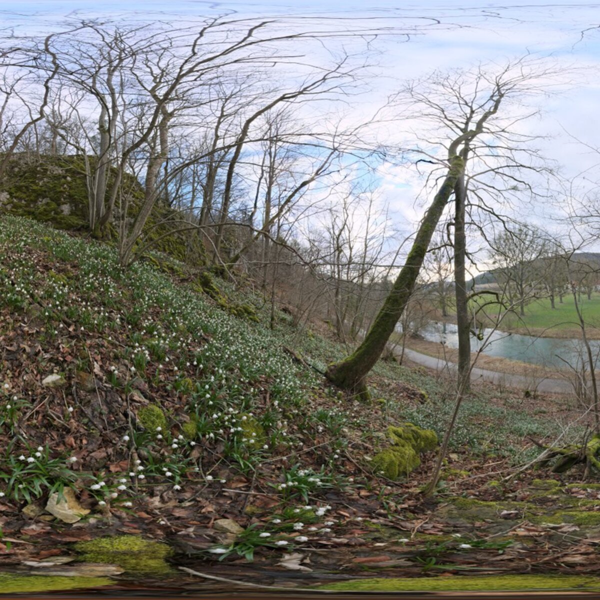 Flower Hillside HDRI