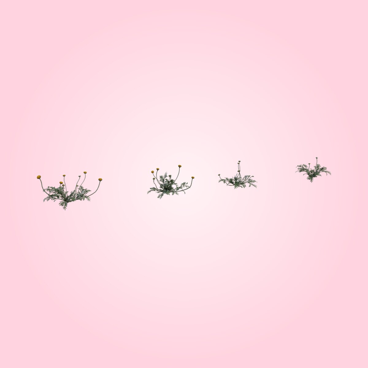Flower Stinkkruid