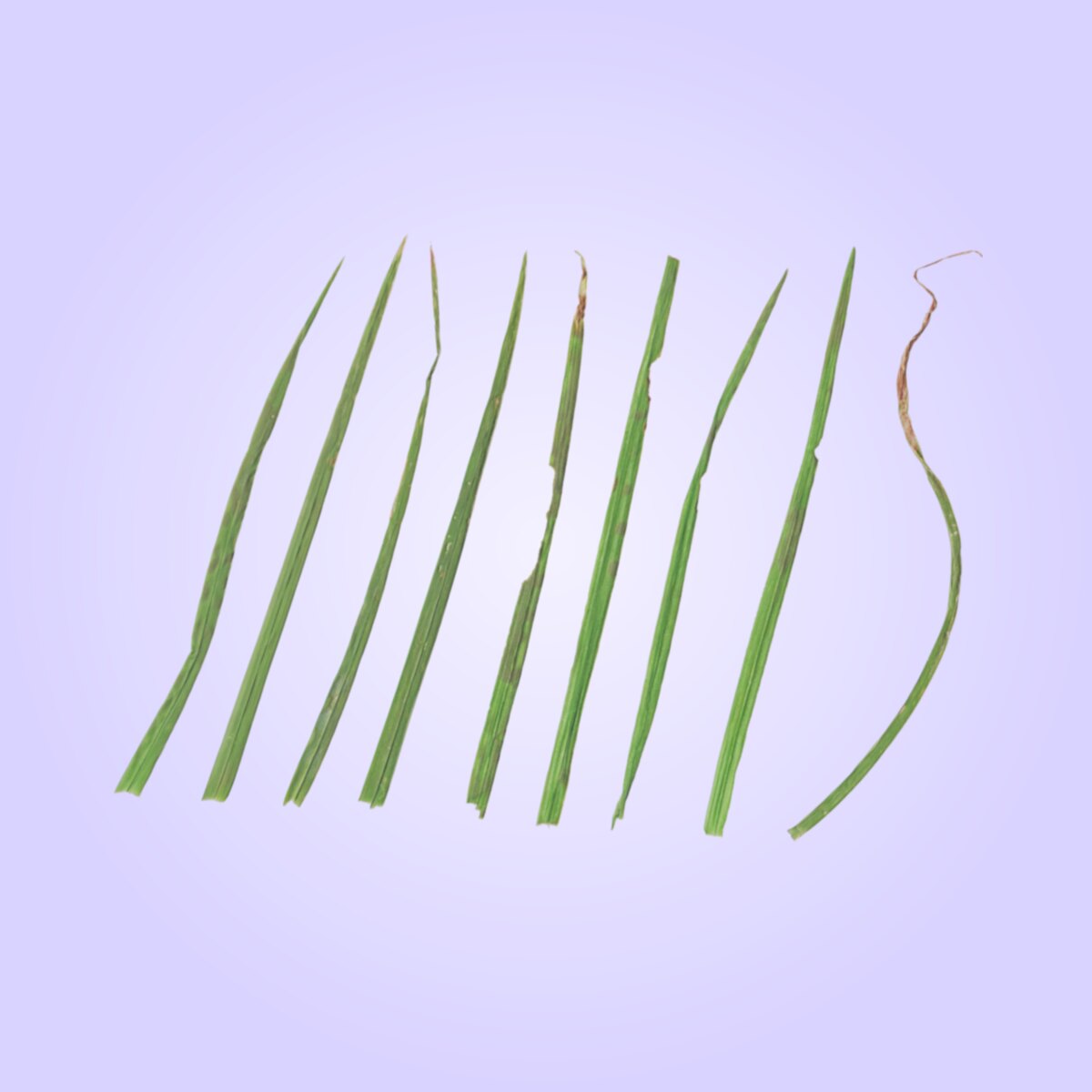 Foliage 001 Material