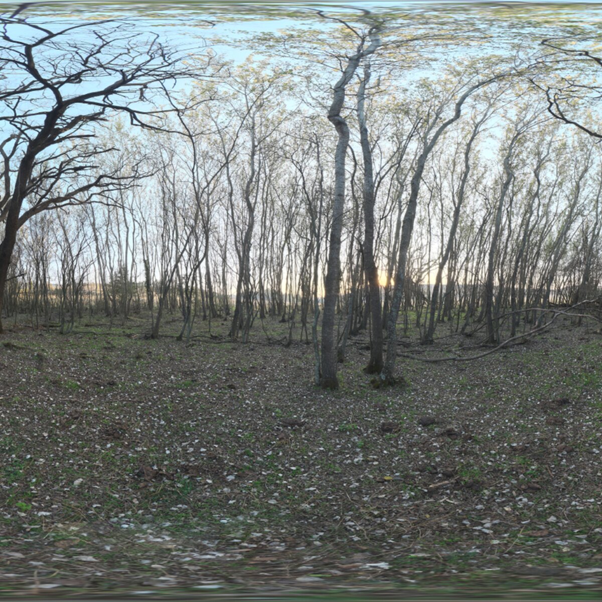 Forest Grove HDRI