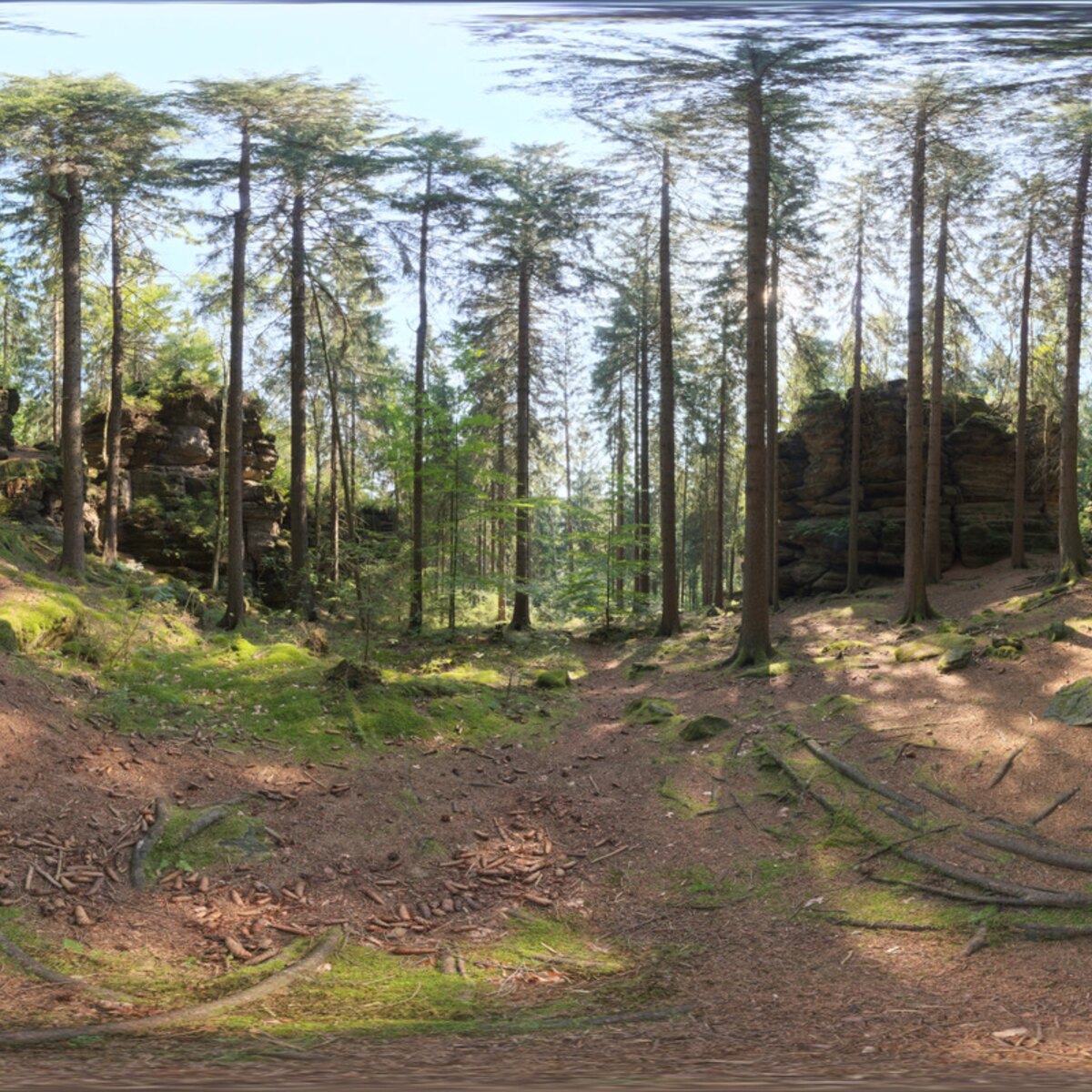 Forest Slope HDRI