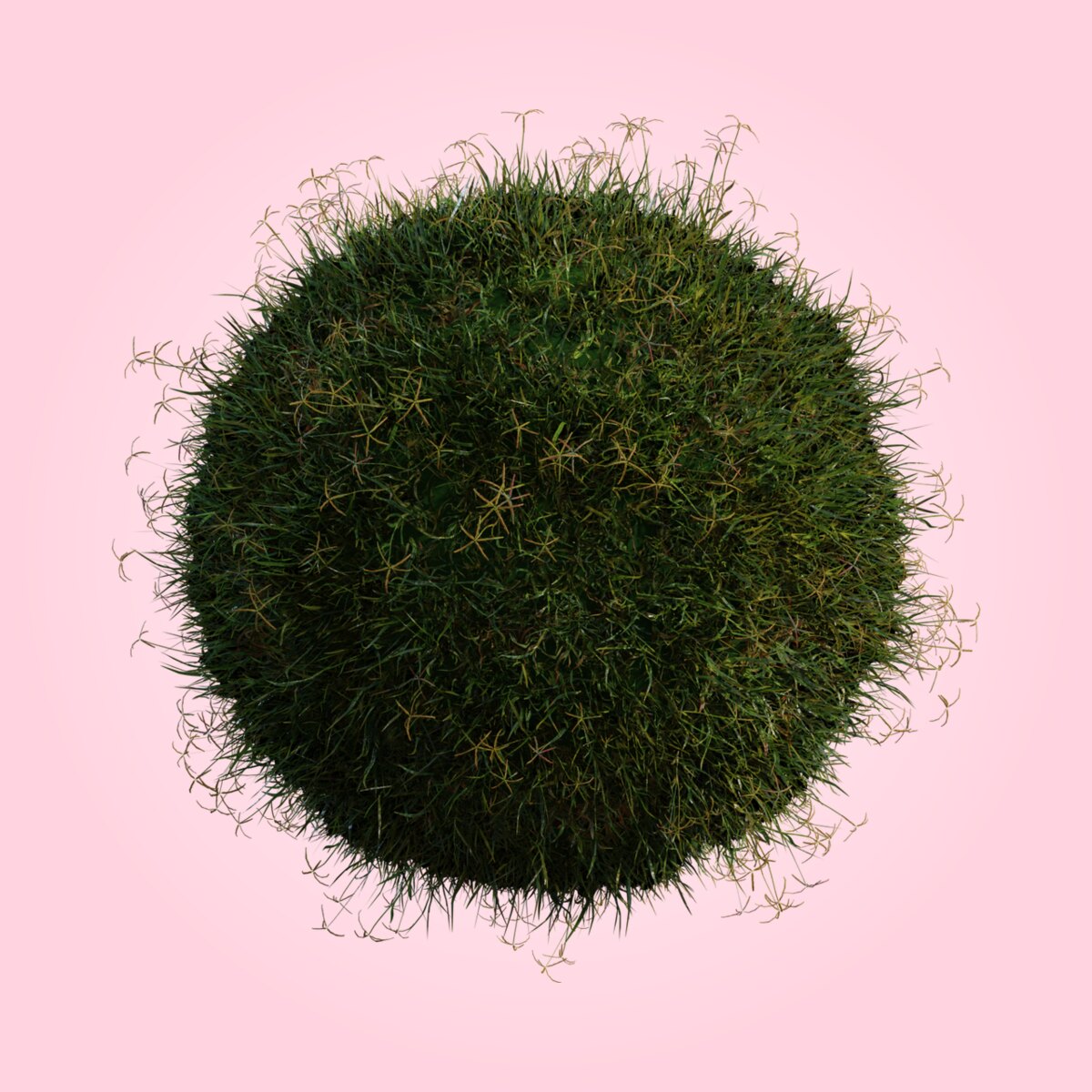 Grass Bermuda 01