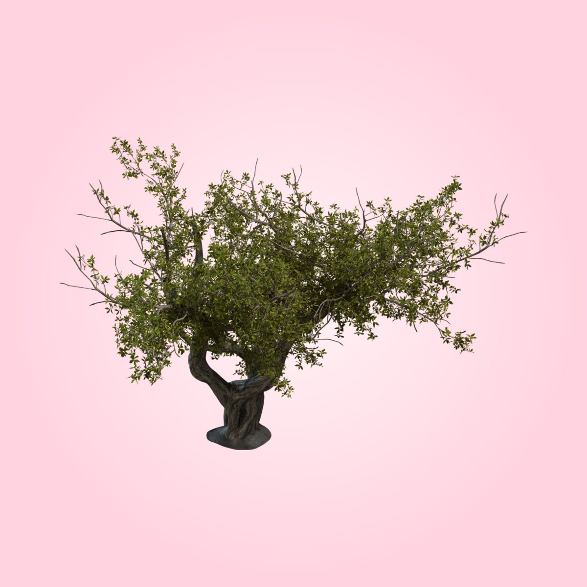Island Tree 02