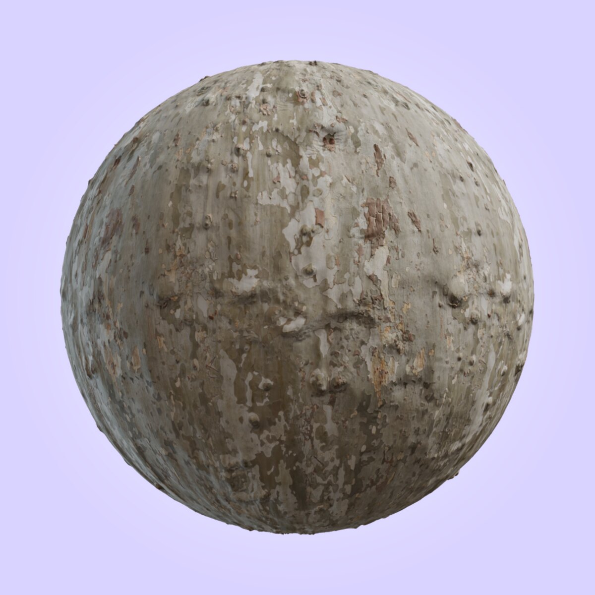 Japanese Sycamore Material