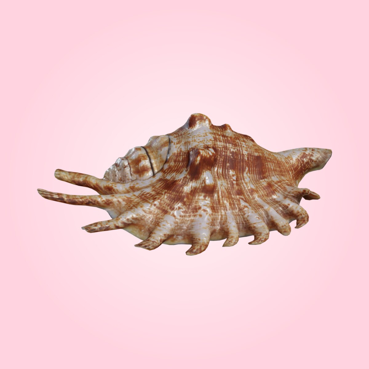Lambis Shell