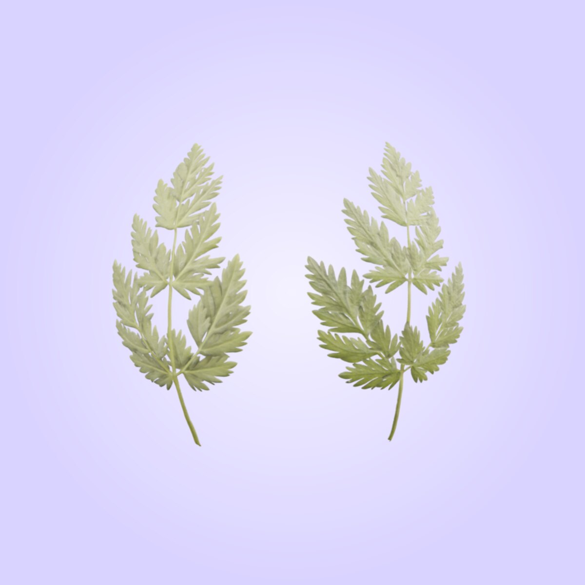 Leaf 003 Material