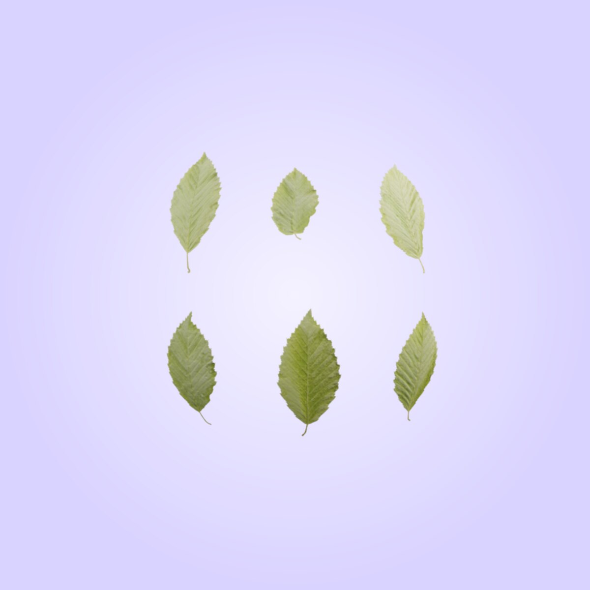 Leaf Set 001 Material