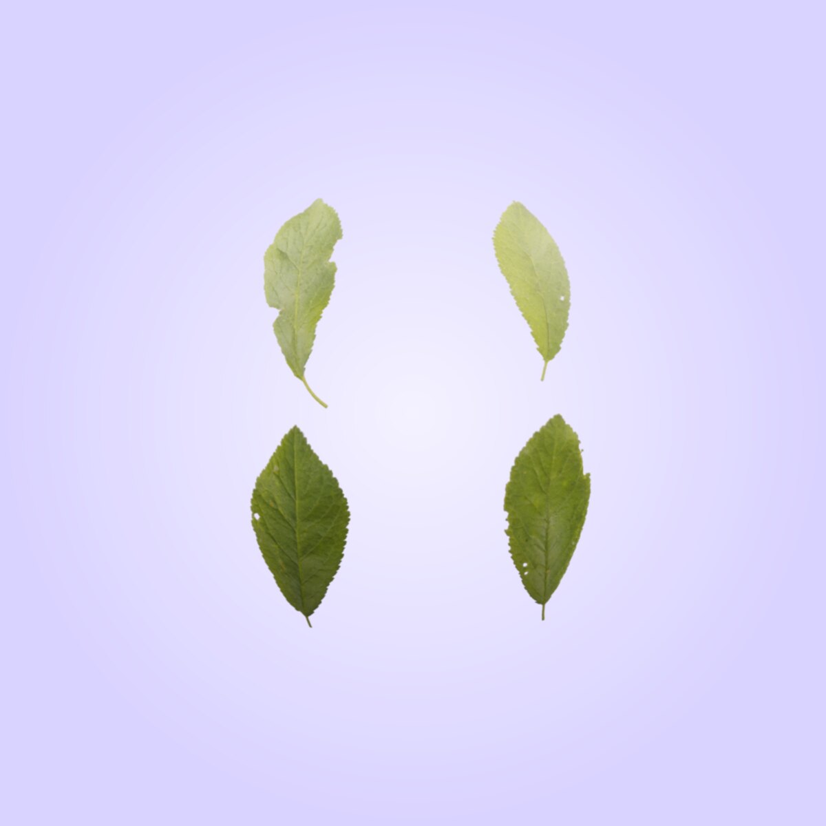 Leaf Set 003 Material