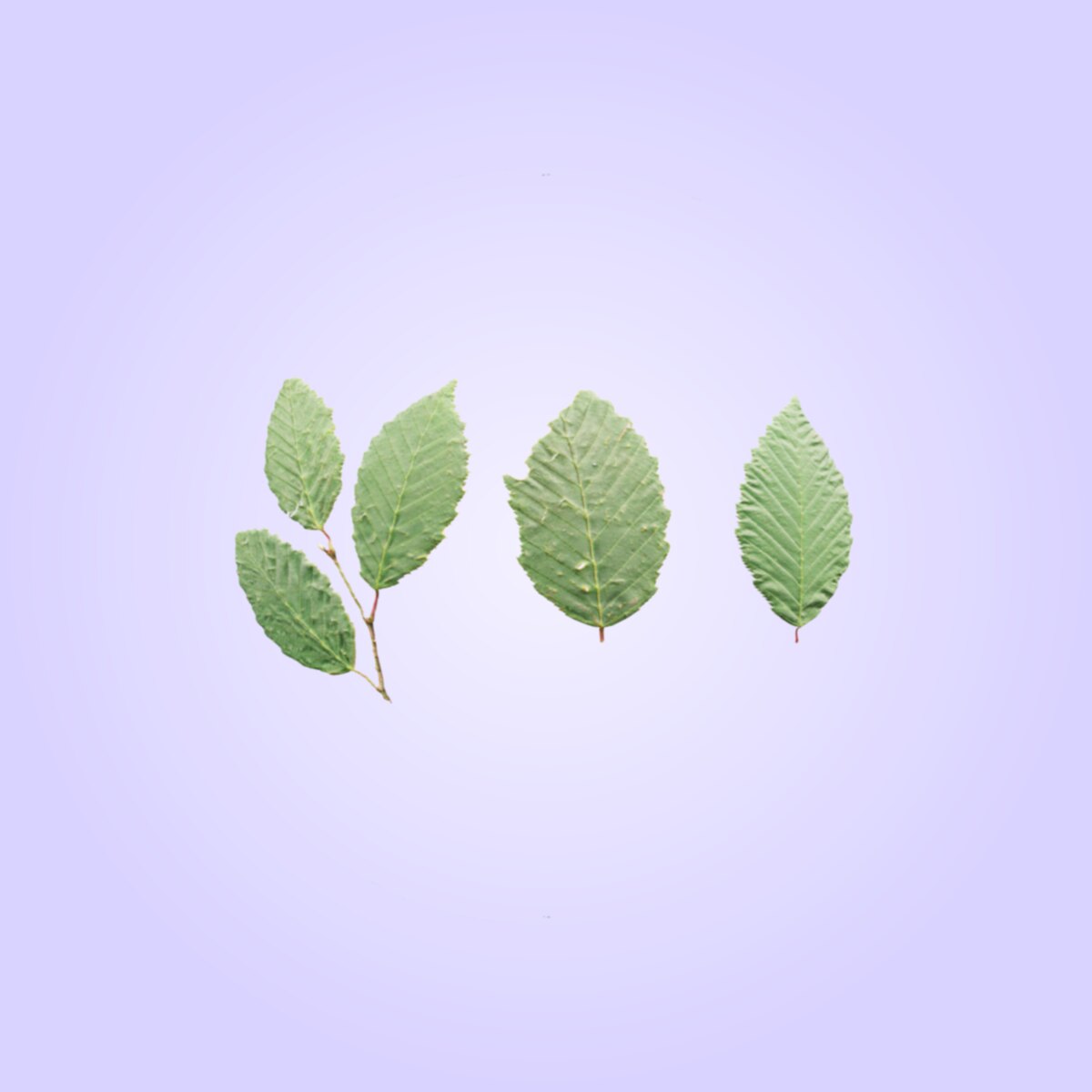 Leaf Set 005 Material