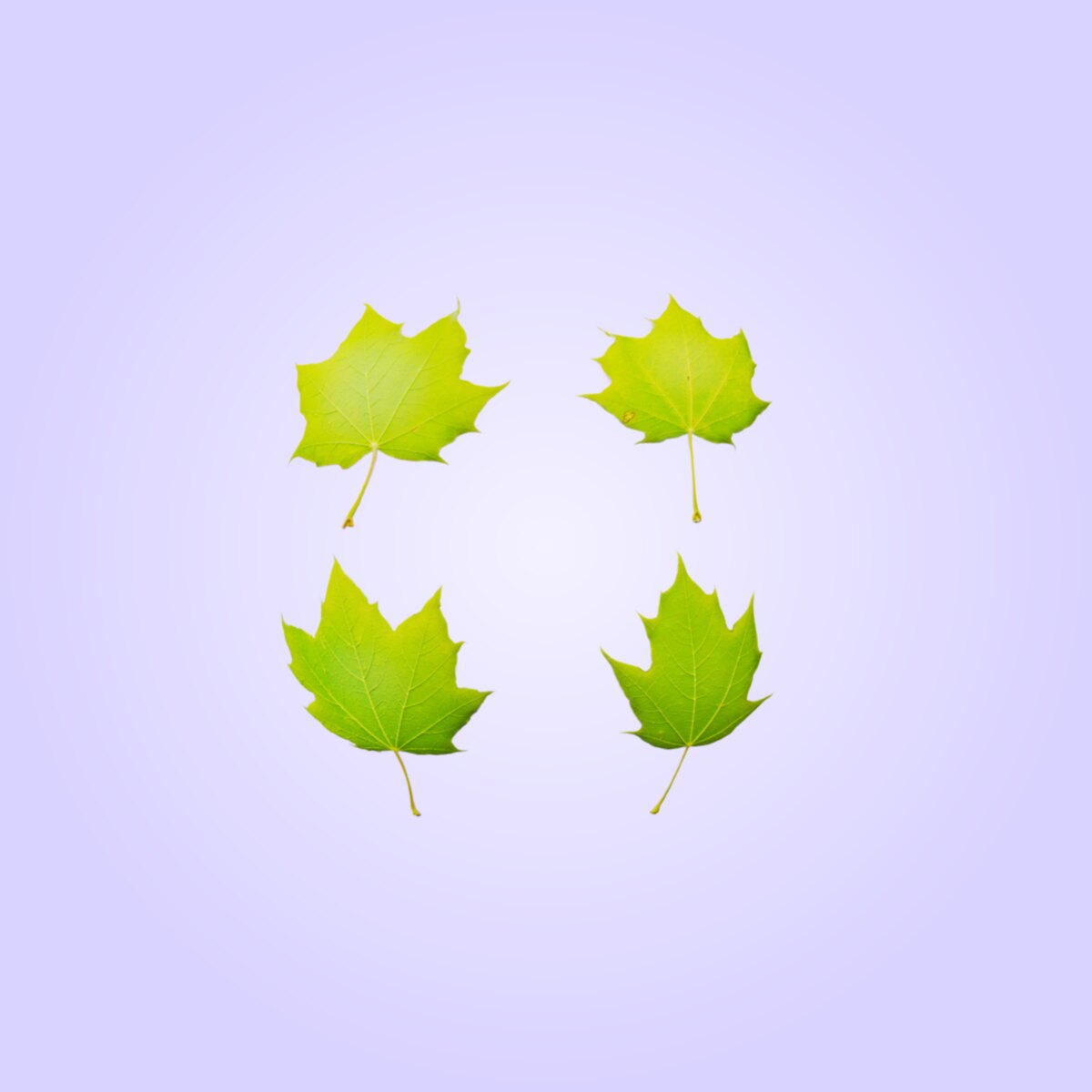 Leaf Set 010 Material