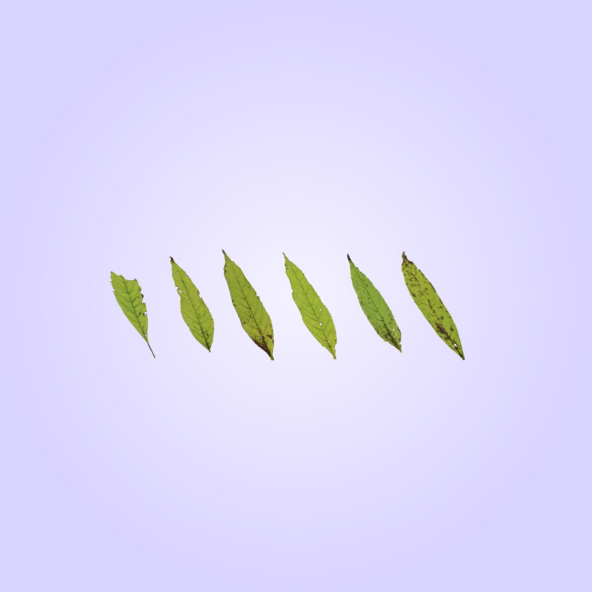 Leaf Set 013 Material
