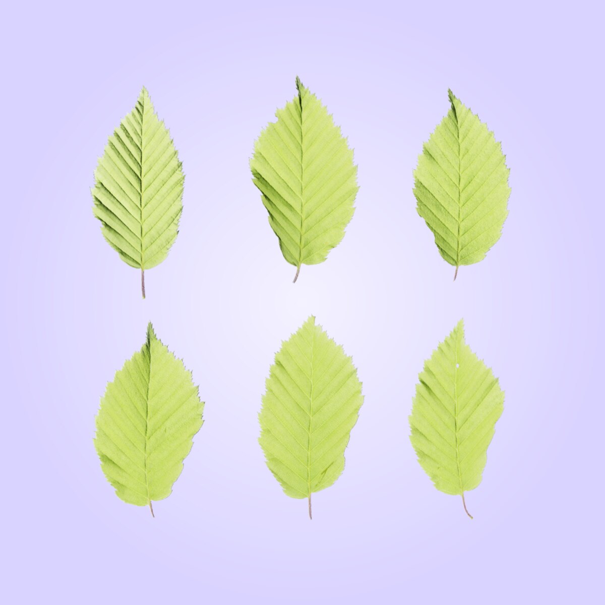 Leaf Set 014 Material