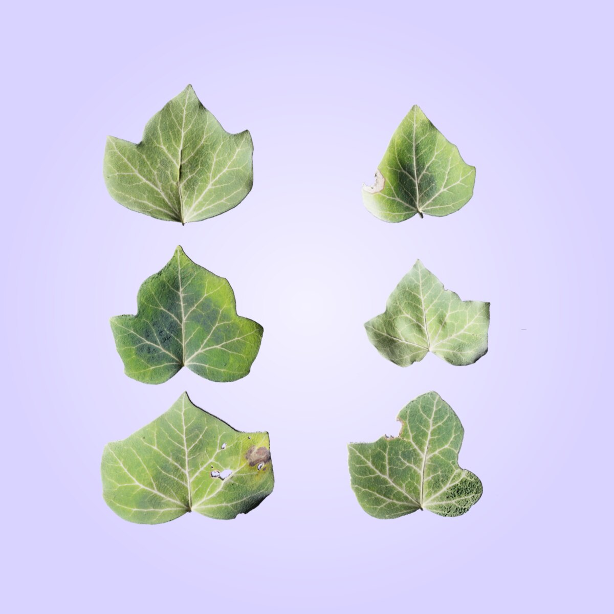 Leaf Set 017 Material