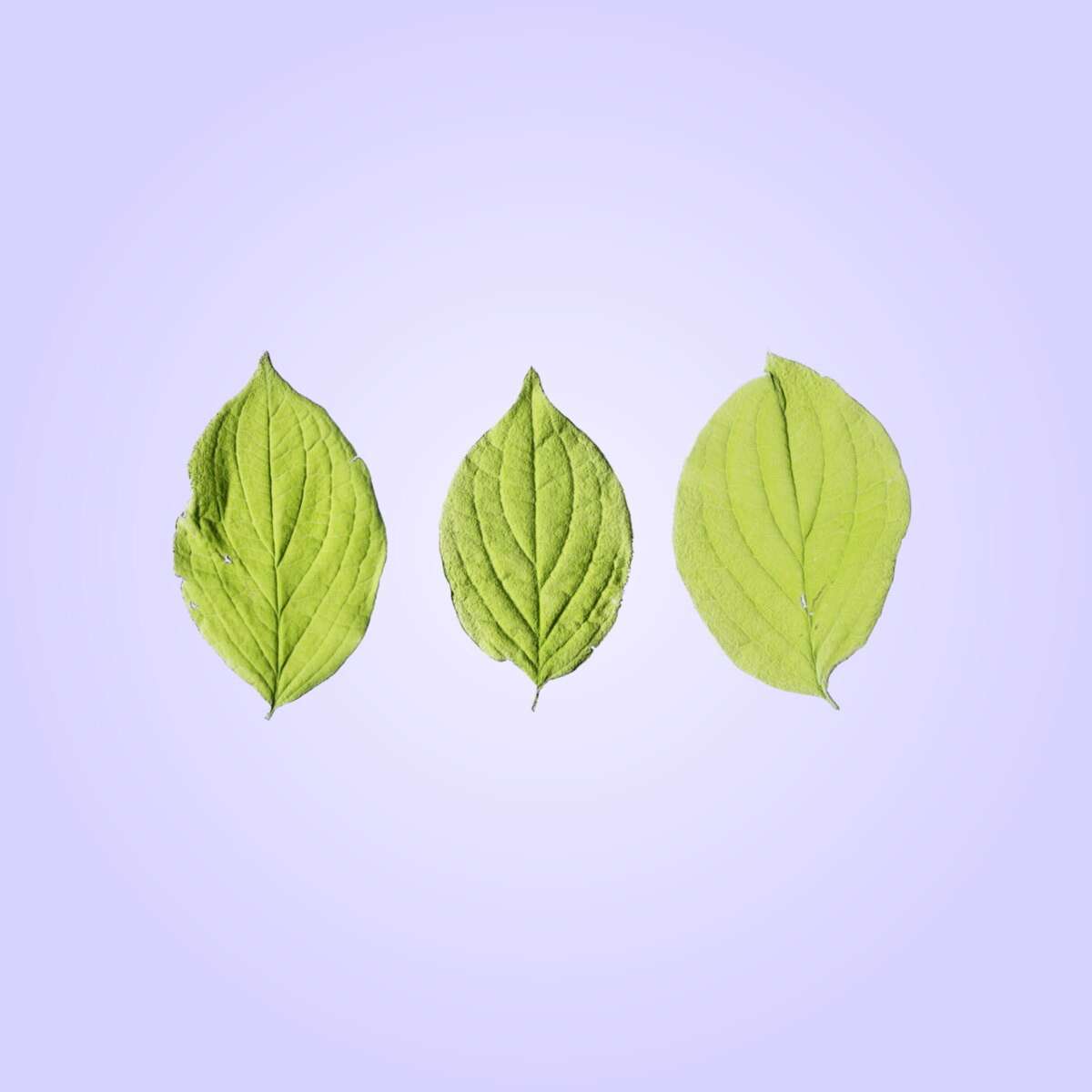 Leaf Set 018 Material
