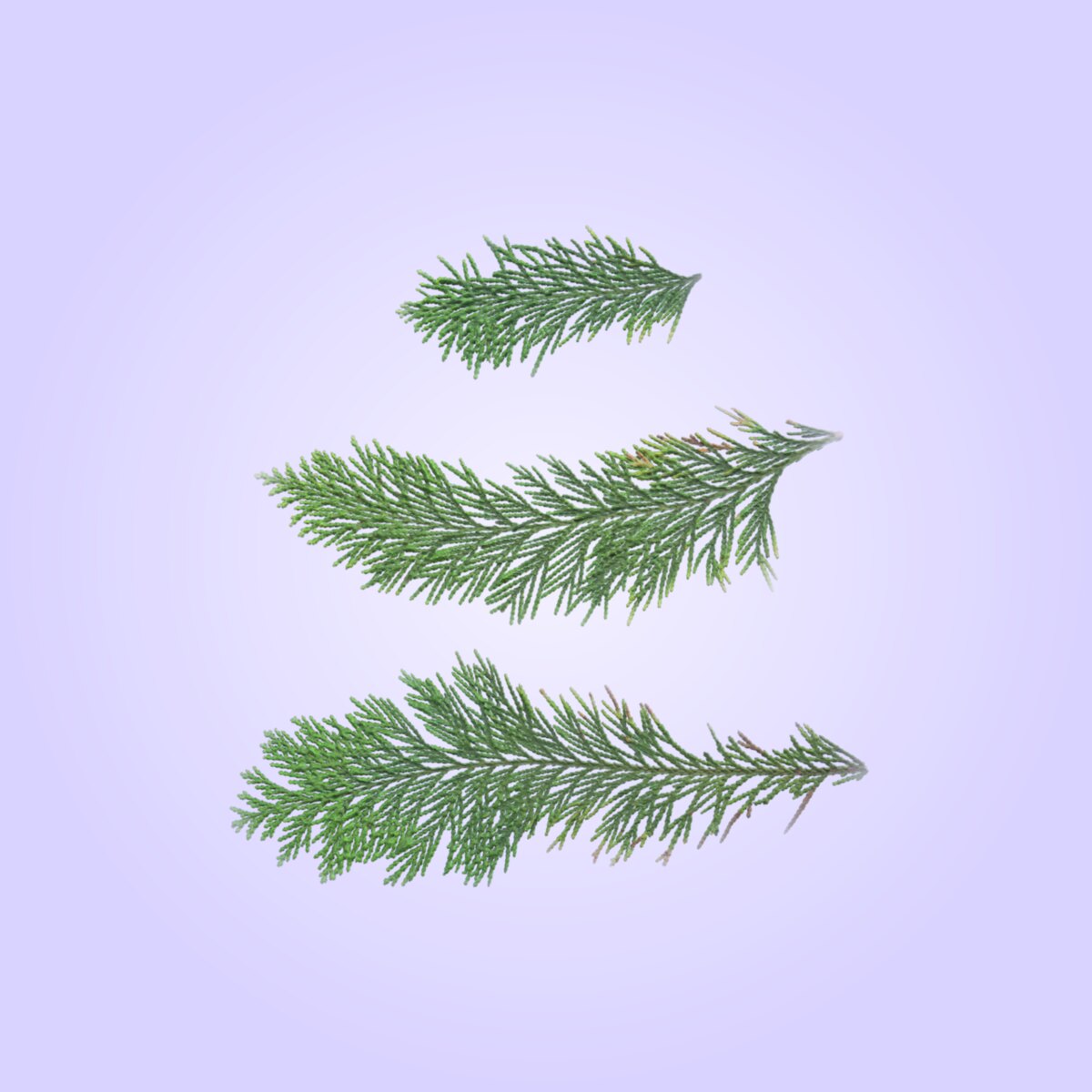 Leaf Set 019 Material