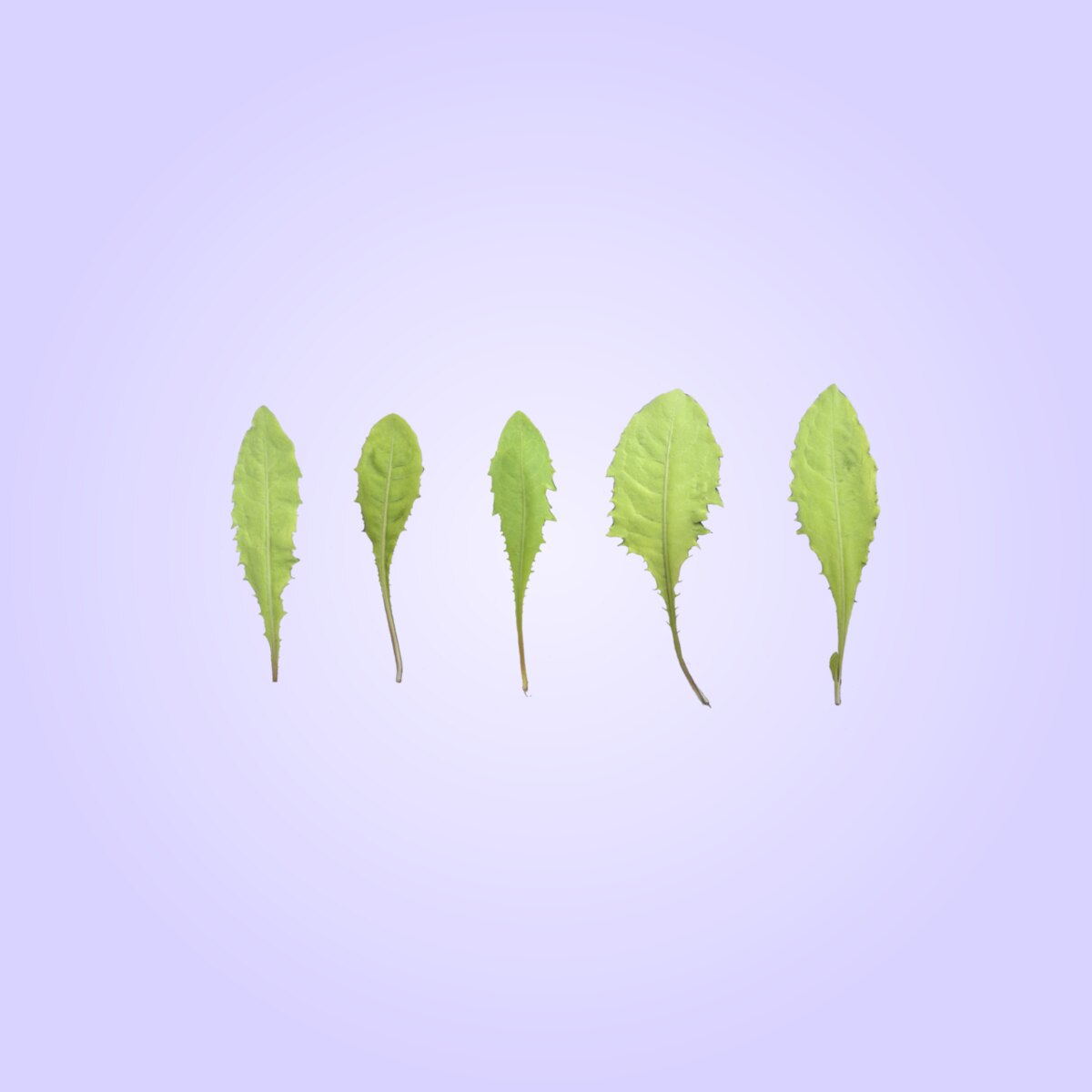 Leaf Set 020 Material