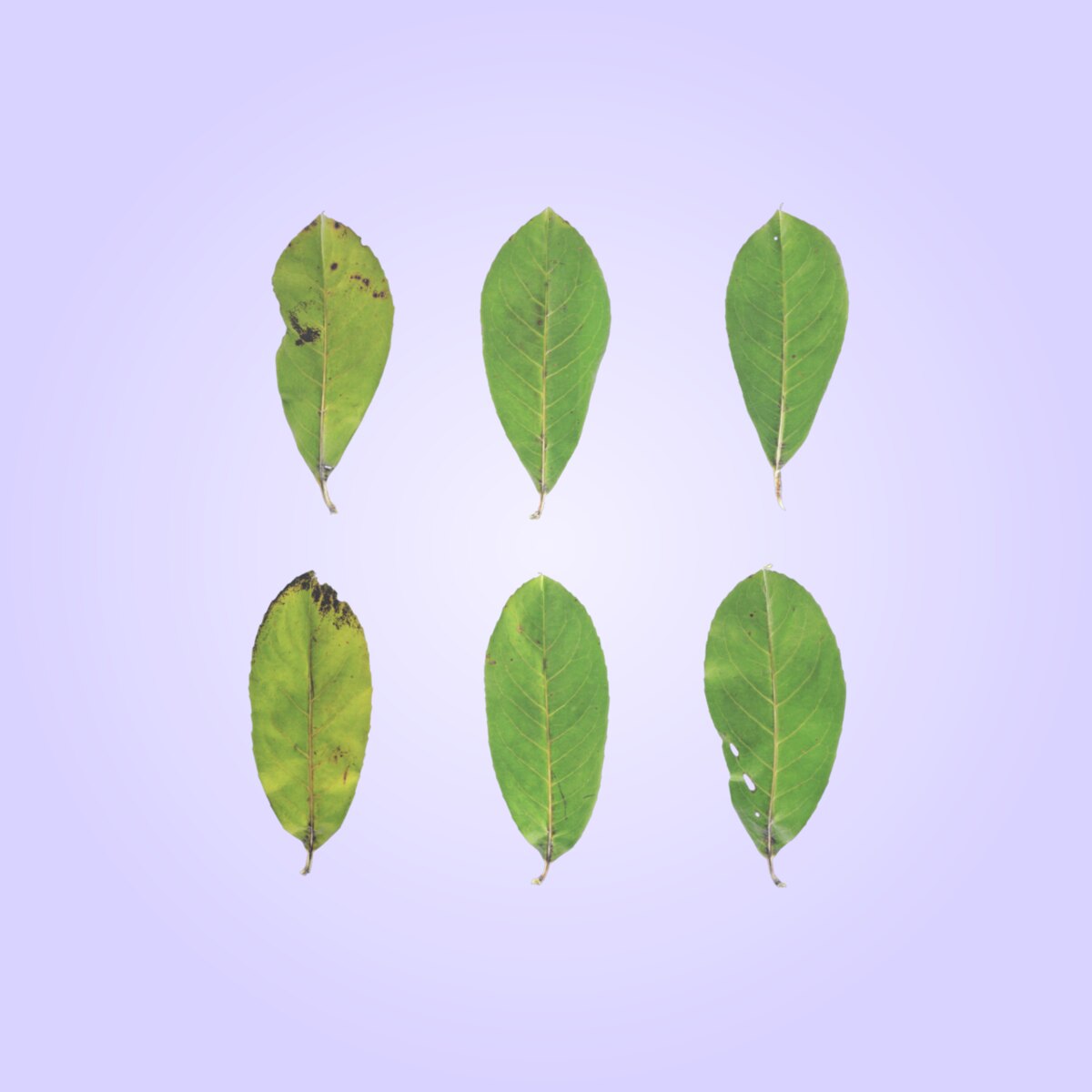 Leaf Set 022 Material