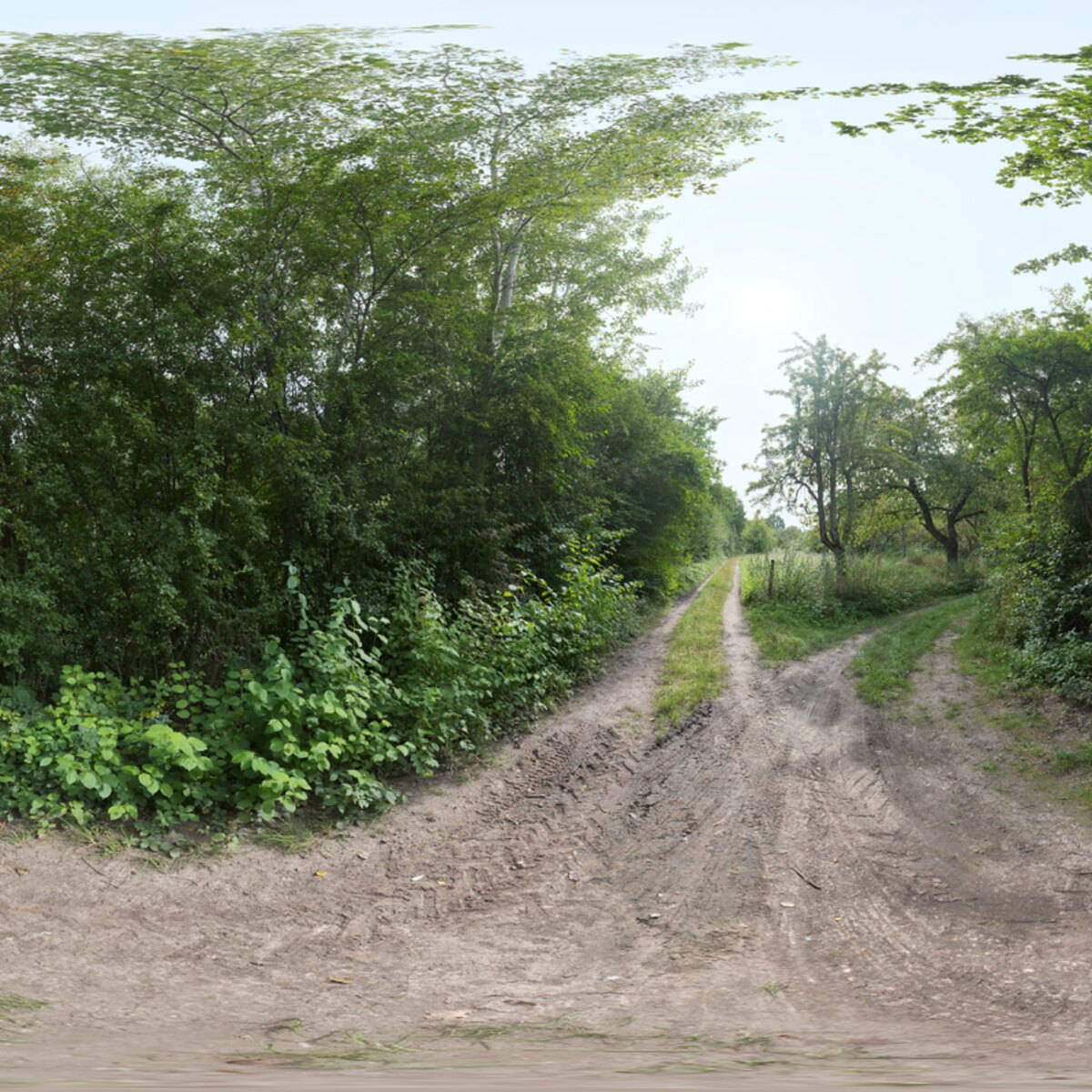 Lush Dirt Path HDRI