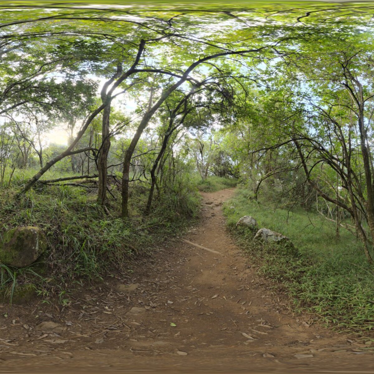 Monk's forest HDRI