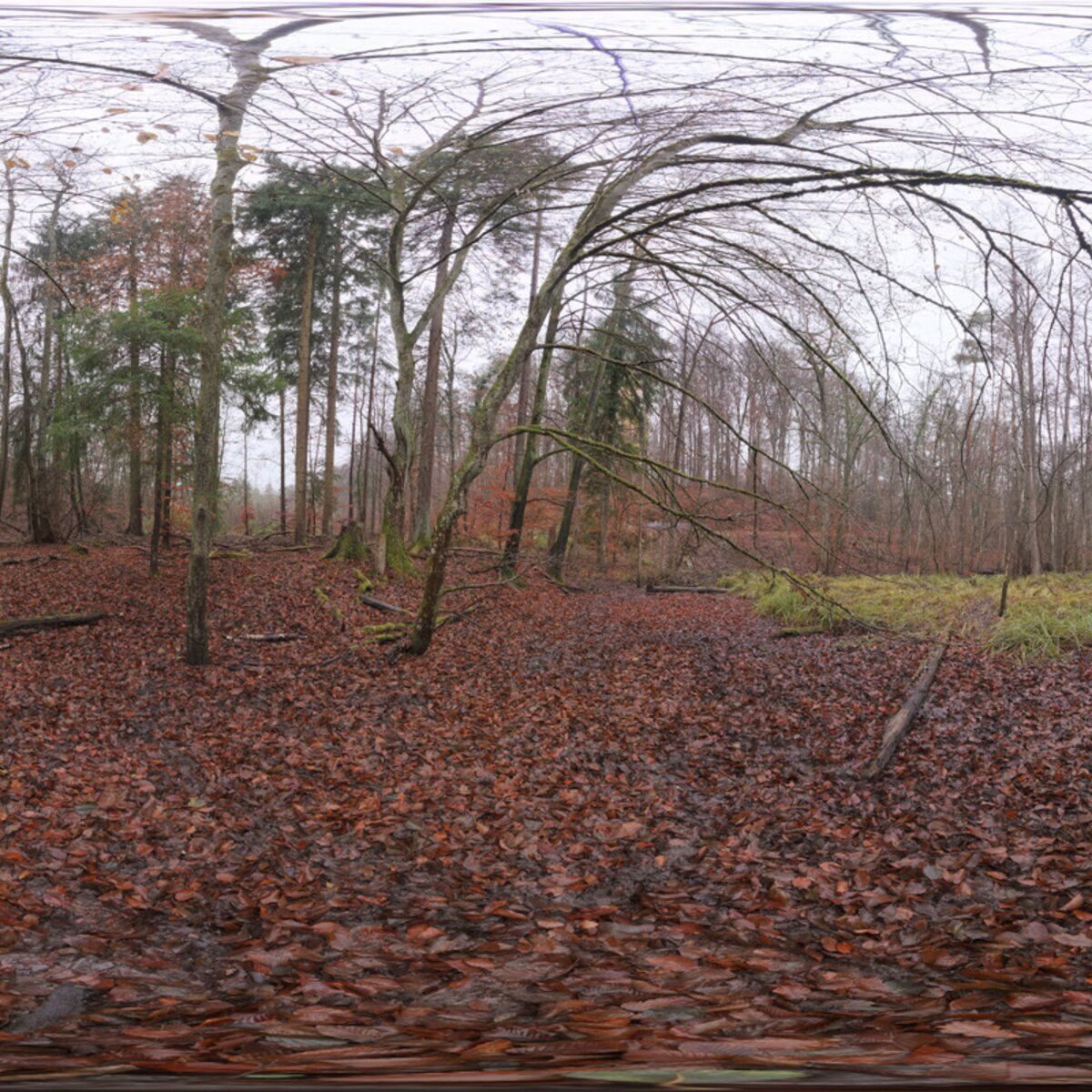 Muddy Autumn Forest HDRI