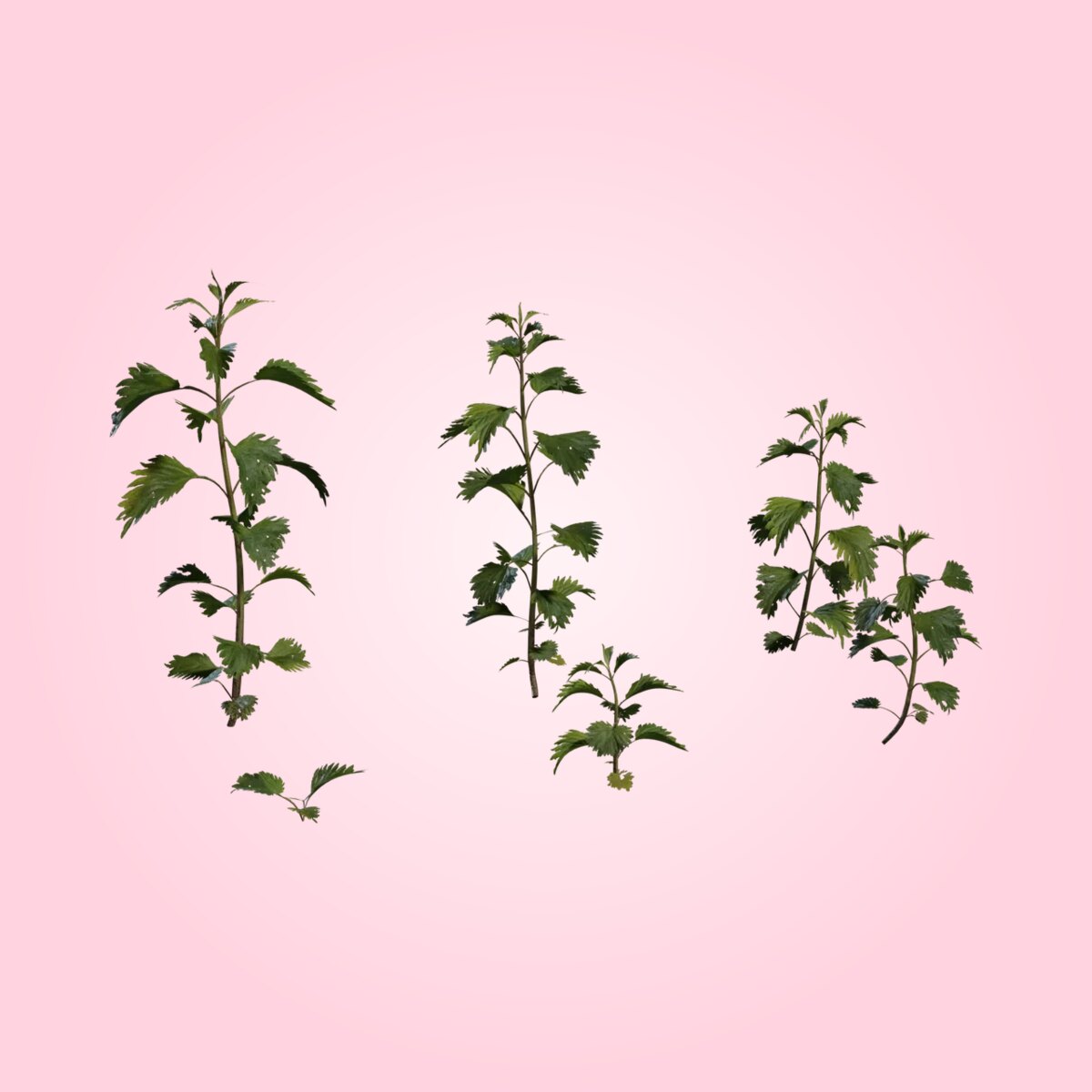 Nettle Plant
