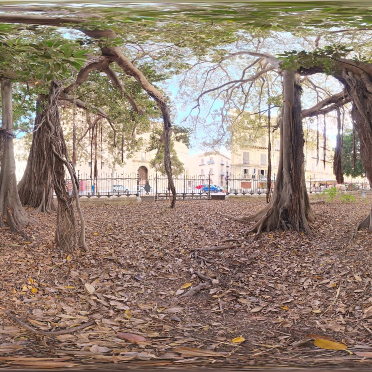 Old Tree in City Park HDRI