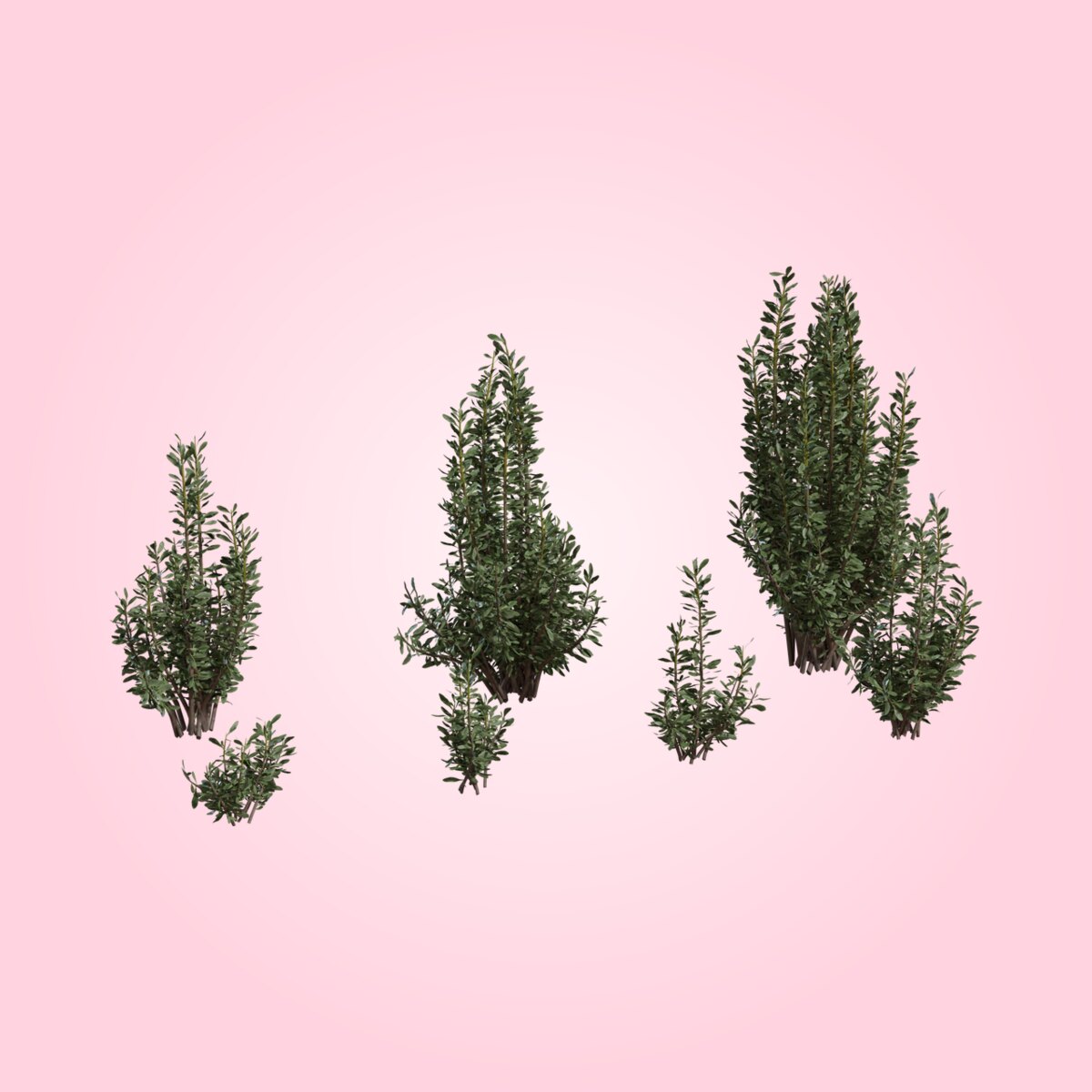 Othonna Cerarioides