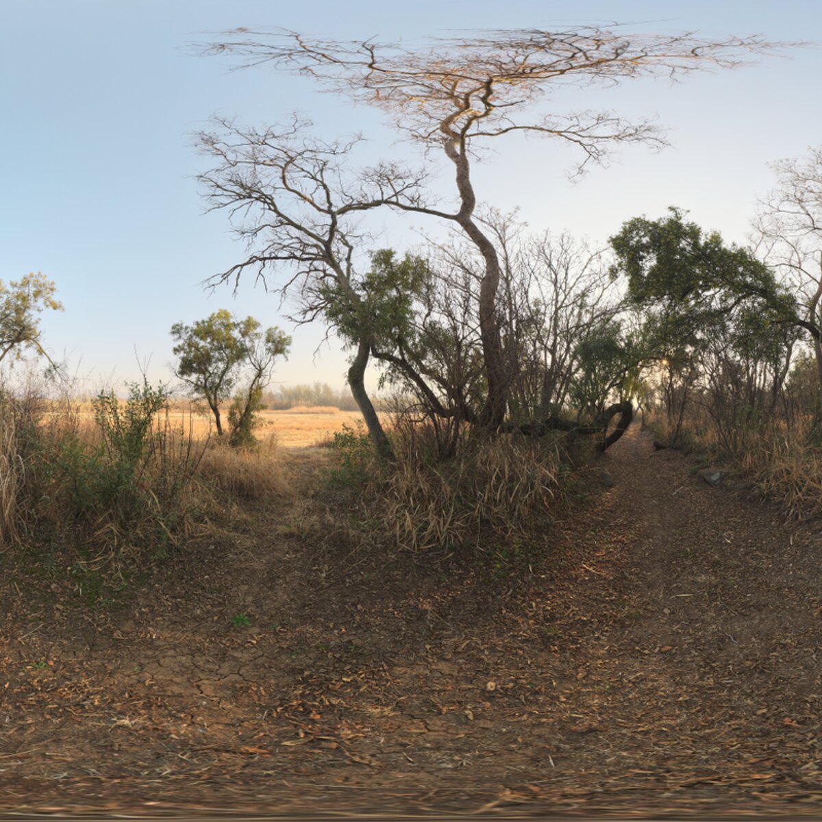 Pathway Morning HDRI