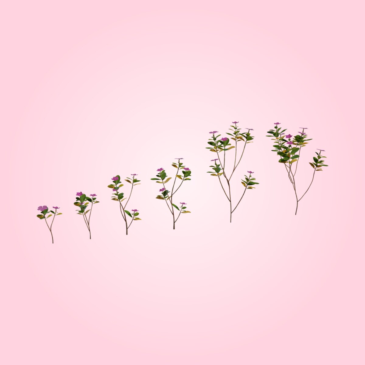Periwinkle Plant