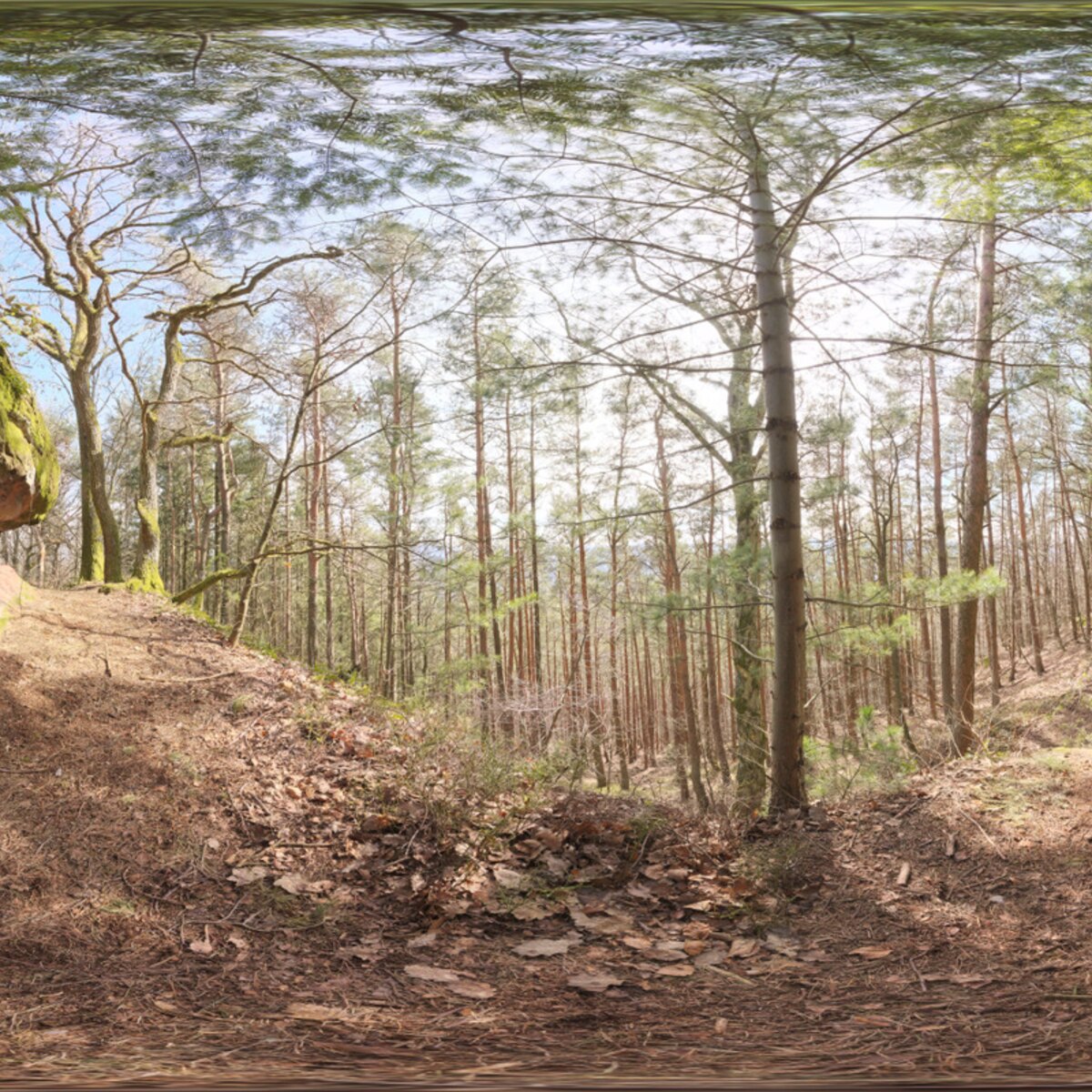 Pfälzer Forest 01 HDRI