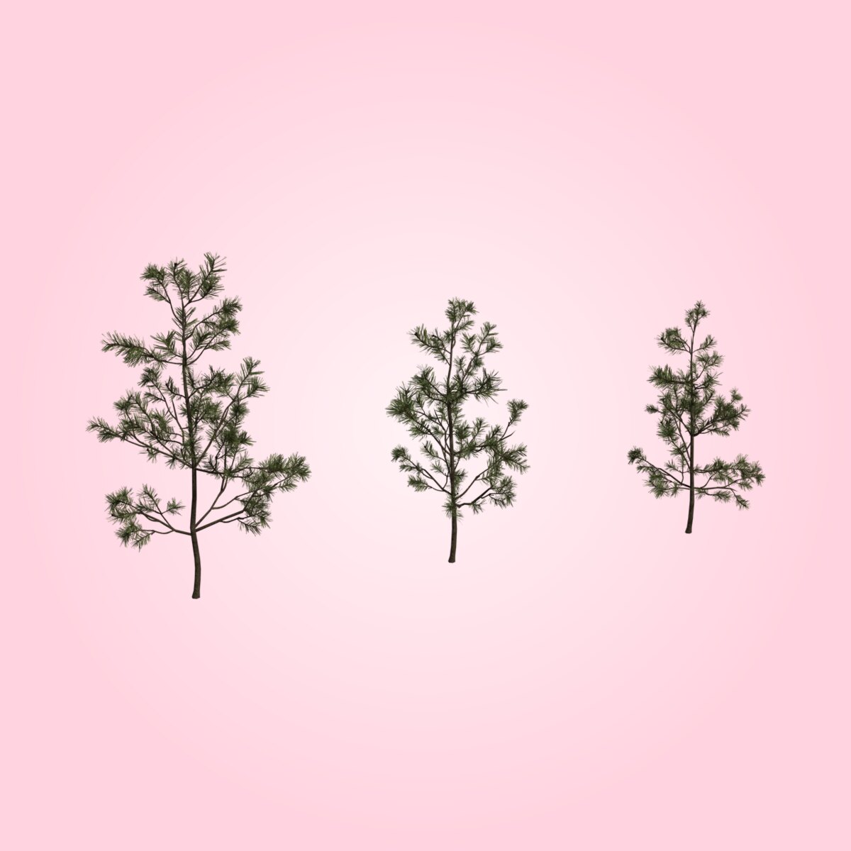 Pine Sapling Small