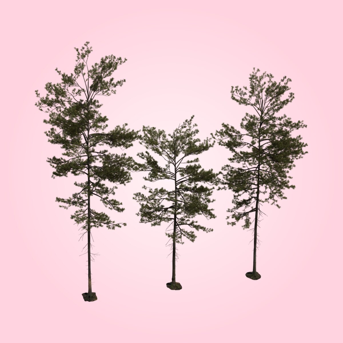 Pine Tree 01