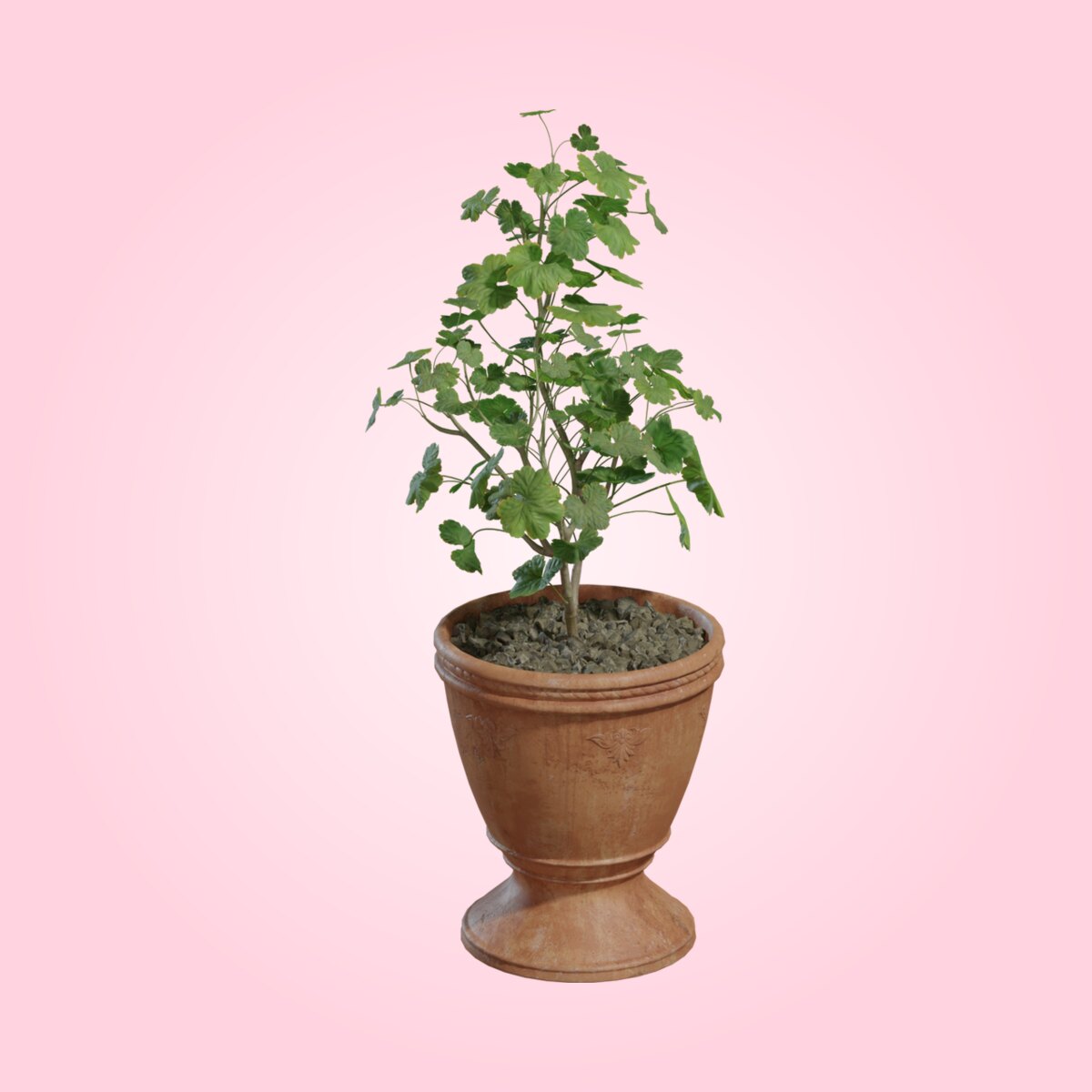 Potted Plant 01